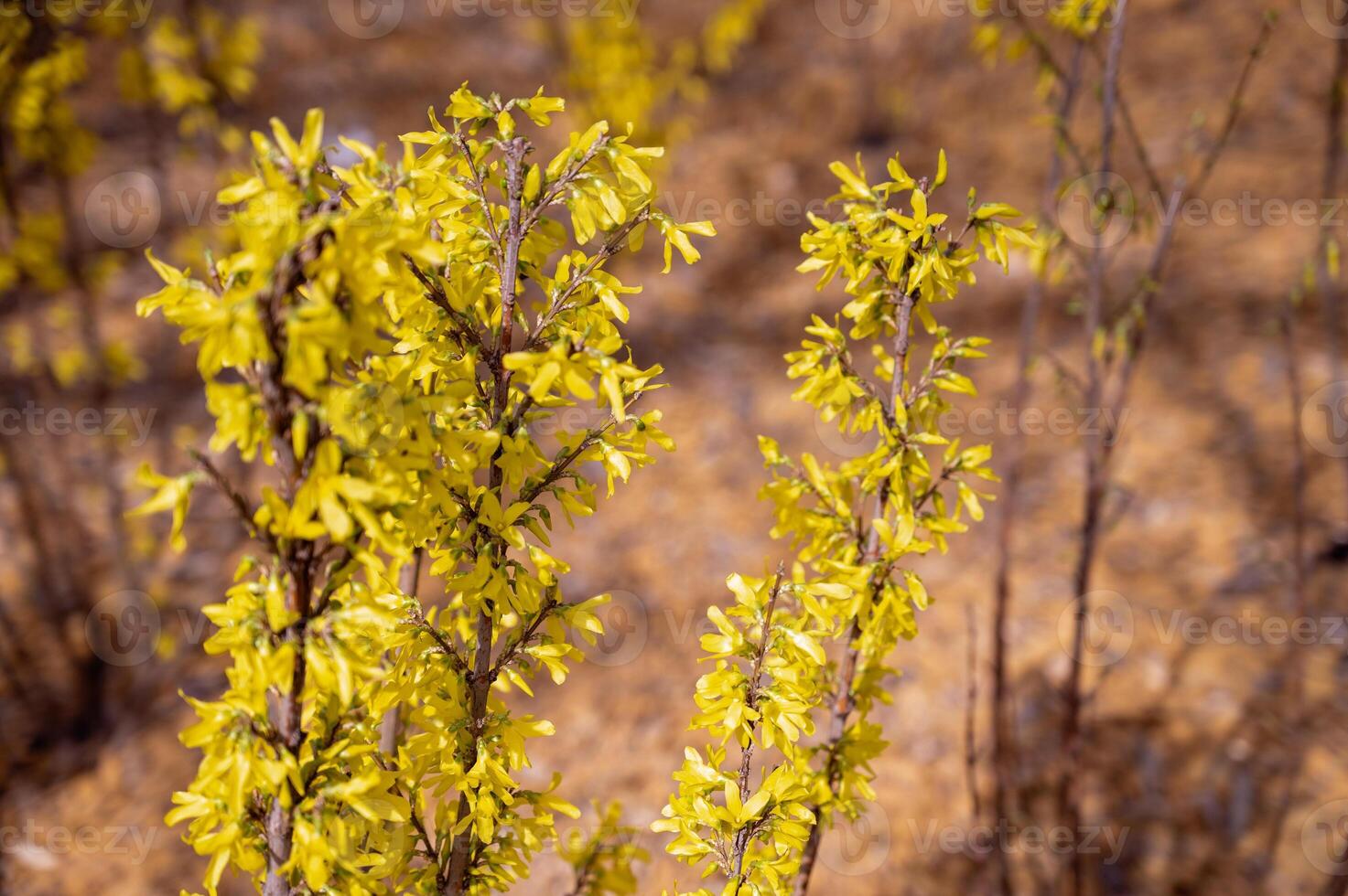 Forsythia blooming in early spring, close-up photo