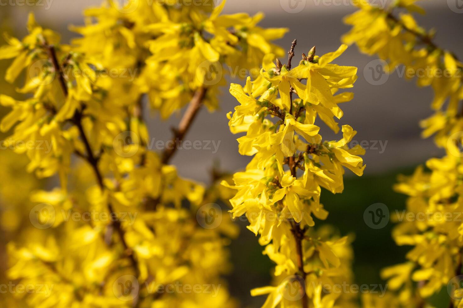 Forsythia blooming in early spring, close-up photo
