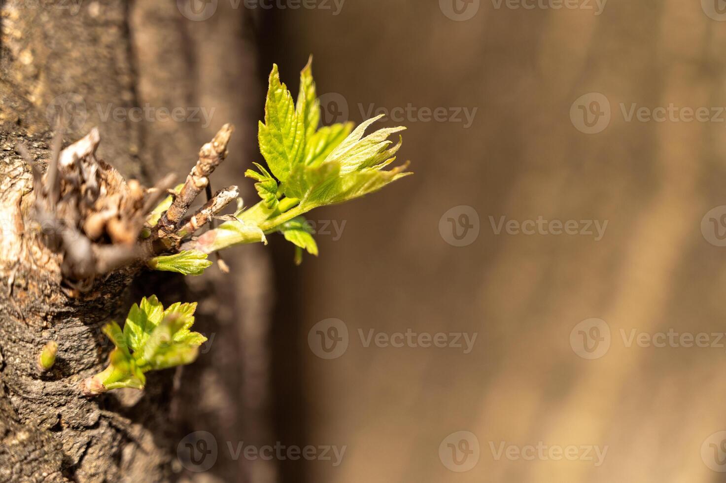 Young leaves on a tree in spring. Shallow depth of field. photo