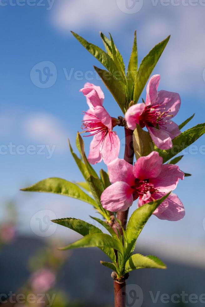 Peach blossom in spring time with blue sky in the background photo