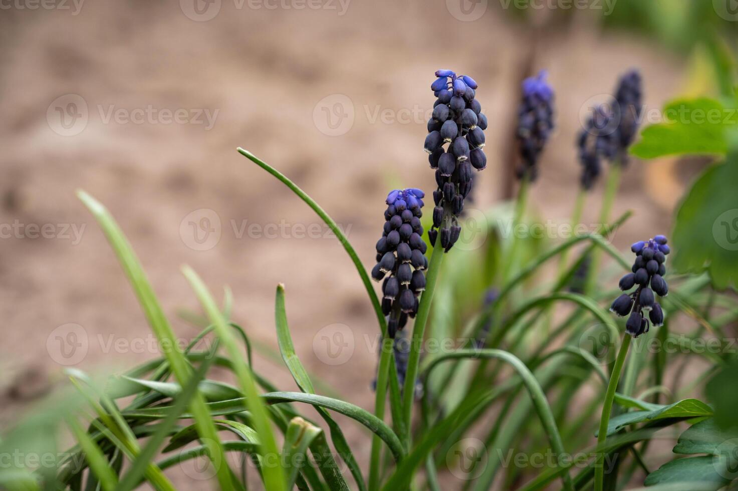 Muscari armeniacum, grape hyacinth in the garden, selective focus photo