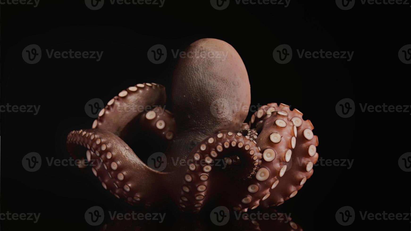 Closeup view of a common Octopus vulgaris swimming underwater, macro portrait under water photo