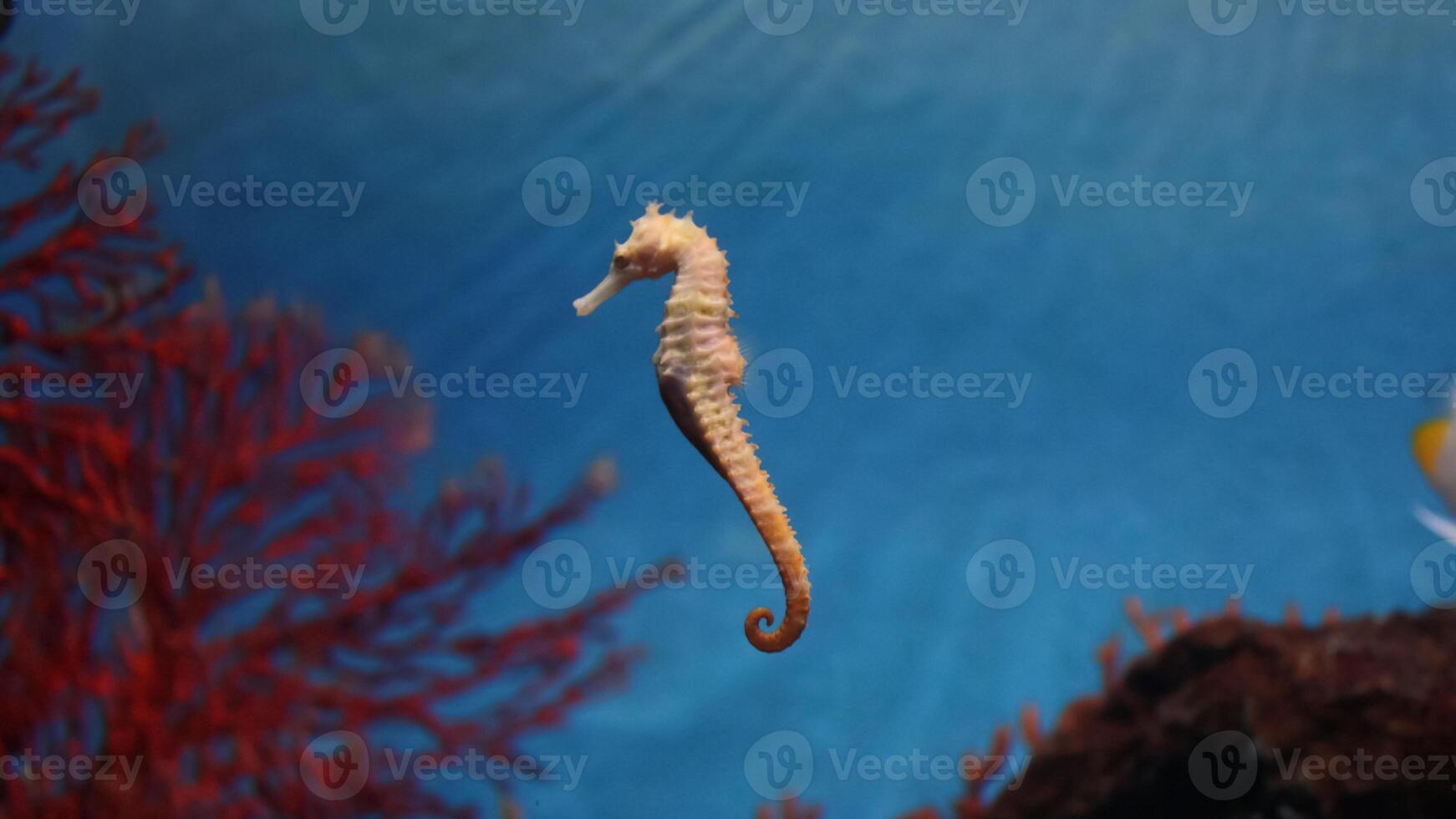 Closeup common colorful seahorse or Hippocampus guttulatus swimming under water, sealife photo