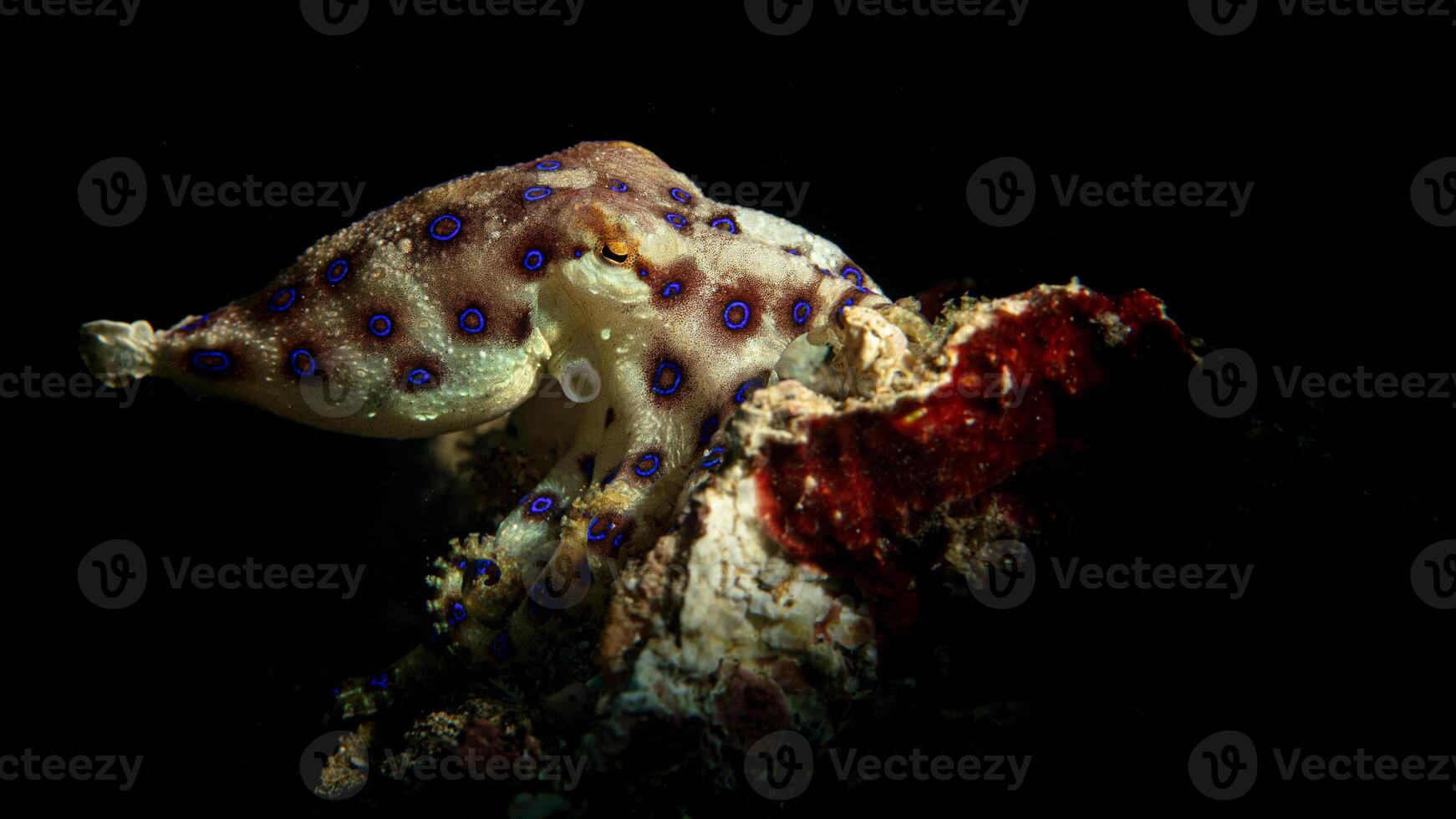 Closeup view of a common Octopus vulgaris swimming underwater, macro portrait under water photo