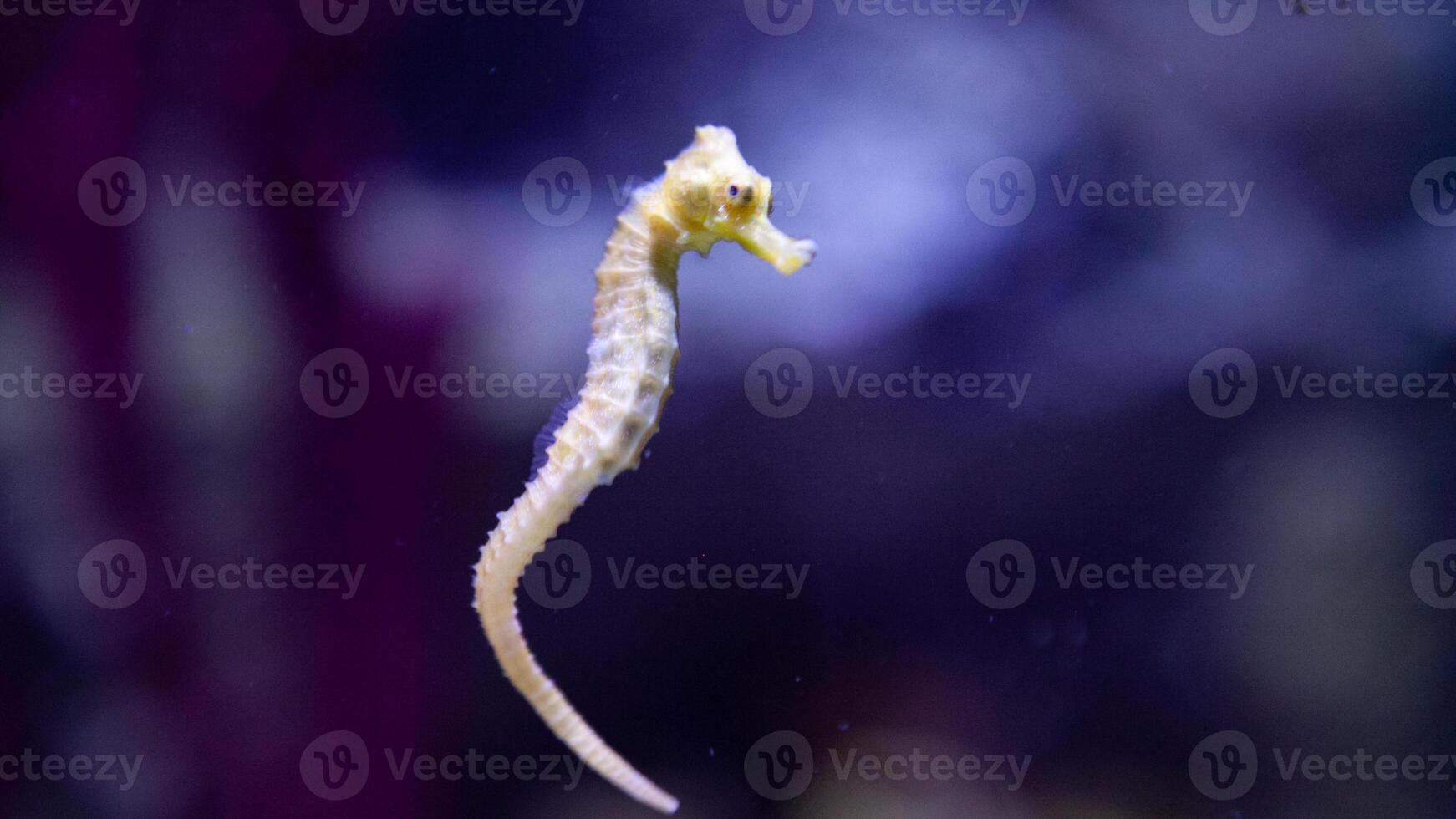 Closeup common colorful seahorse or Hippocampus guttulatus swimming under water, sealife photo