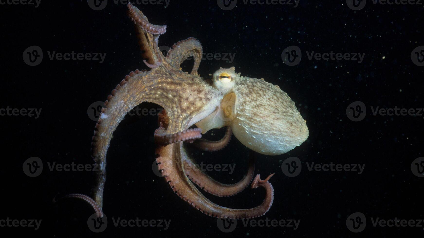 Closeup view of a common Octopus vulgaris swimming underwater, macro portrait under water photo