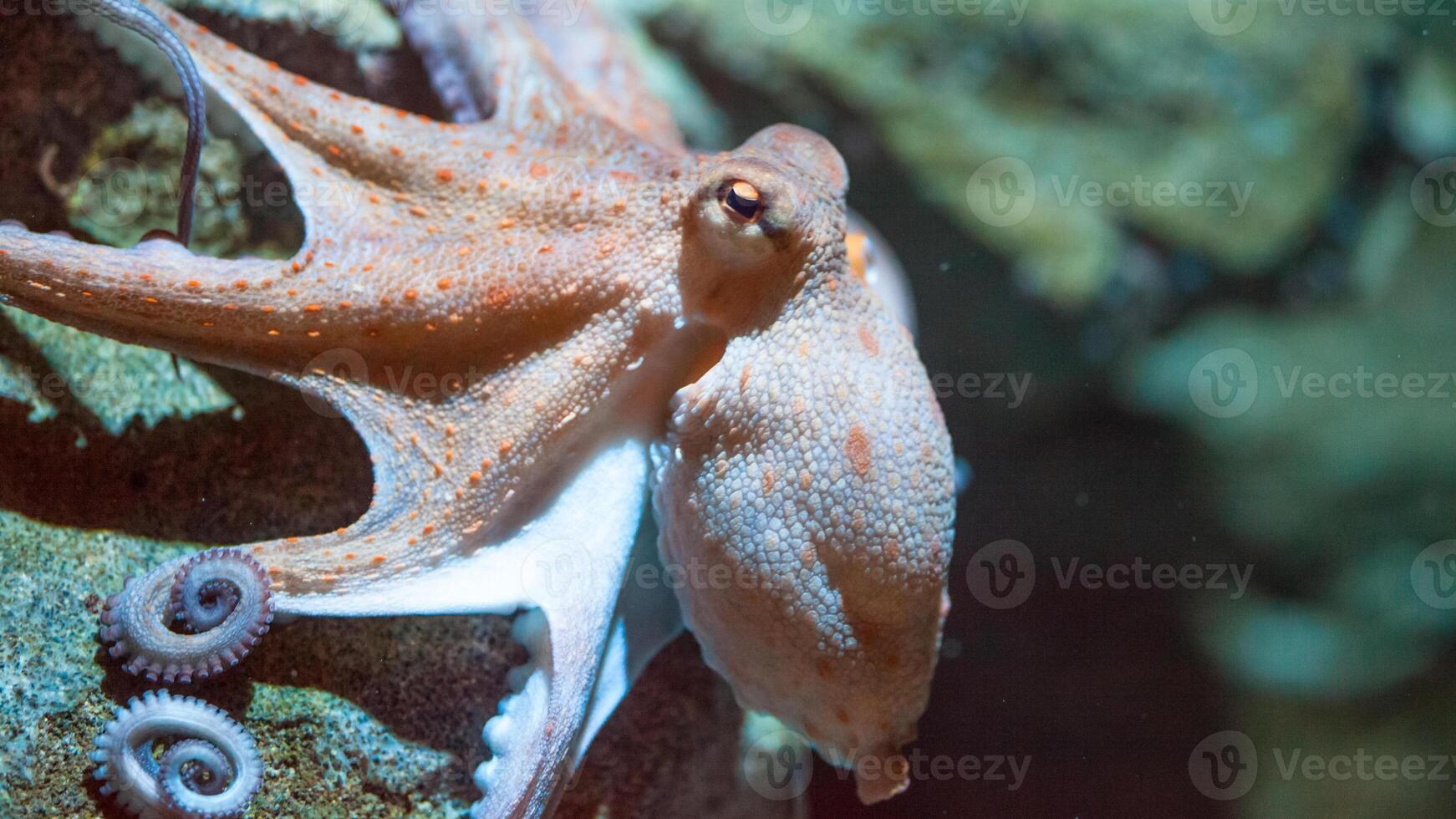 Closeup view of a common Octopus vulgaris swimming underwater, macro portrait under water photo