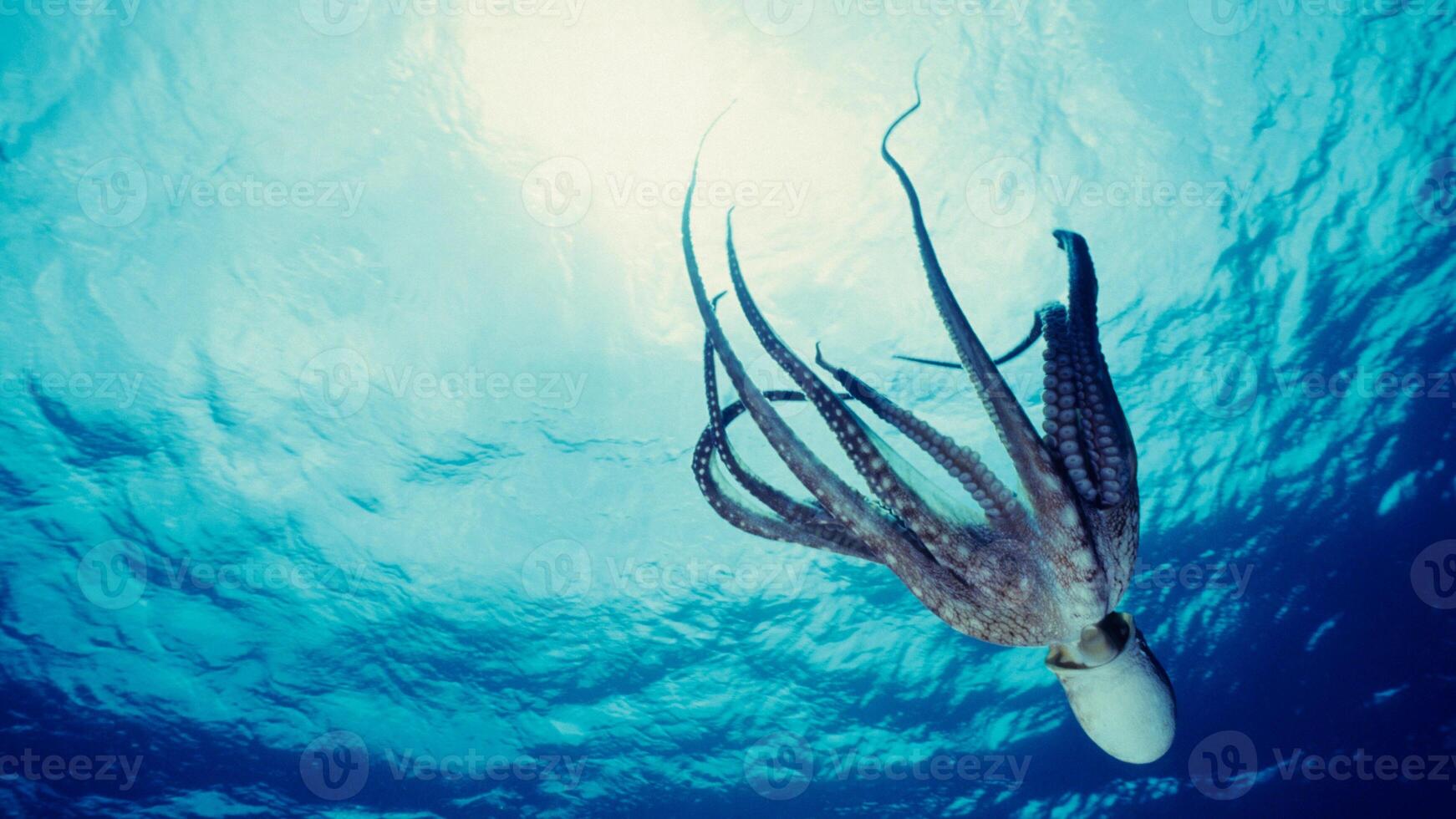 Closeup view of a common Octopus vulgaris swimming underwater, macro portrait under water photo