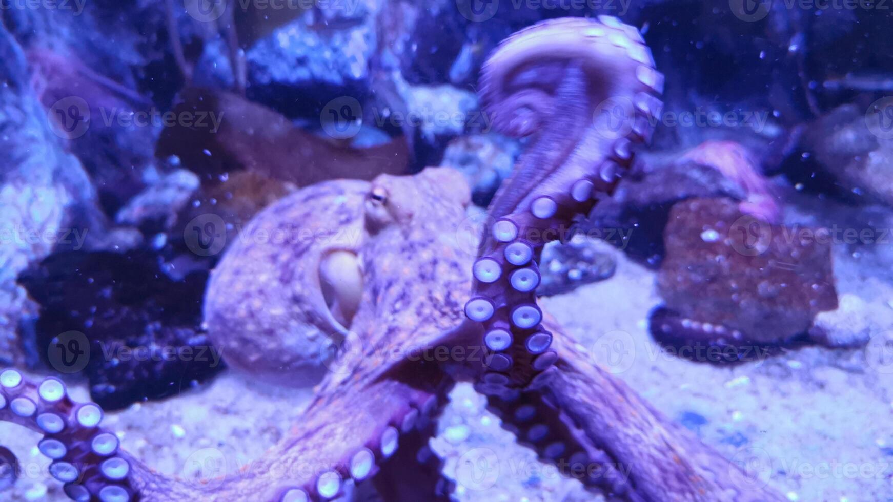 Closeup view of a common Octopus vulgaris swimming underwater, macro portrait under water photo