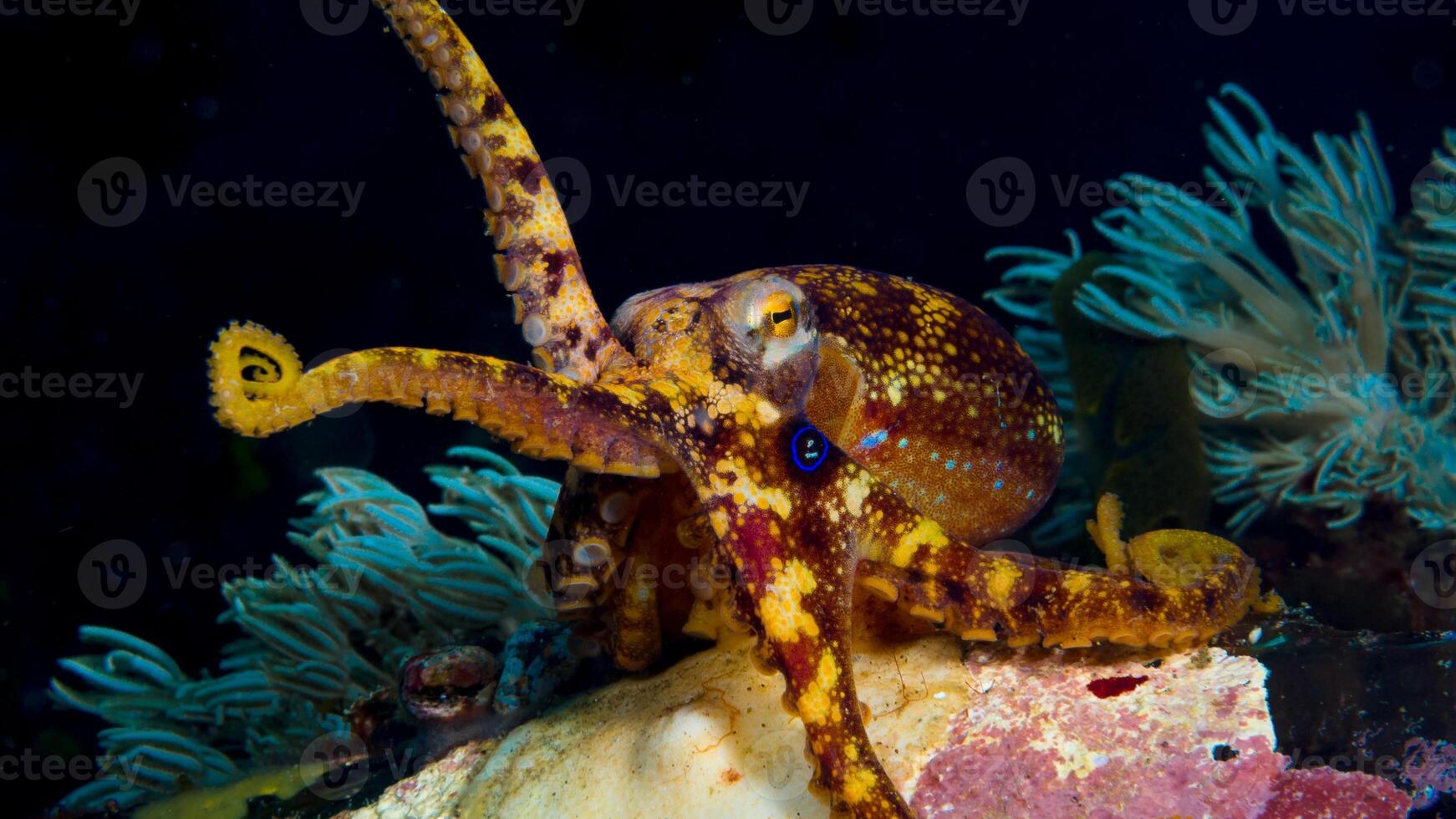 Closeup view of a common Octopus vulgaris swimming underwater, macro portrait under water photo