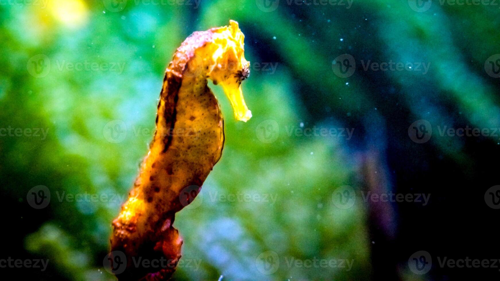 Closeup common colorful seahorse or Hippocampus guttulatus swimming under water, sealife photo