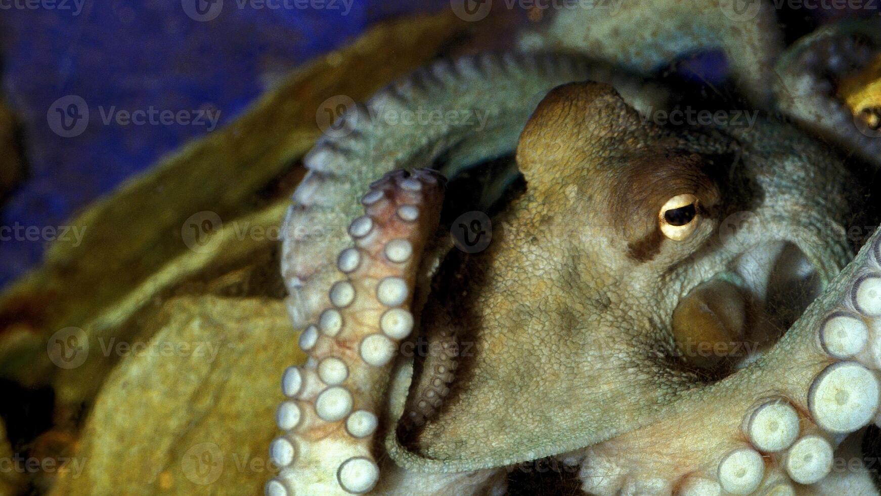 Closeup view of a common Octopus vulgaris swimming underwater, macro portrait under water photo