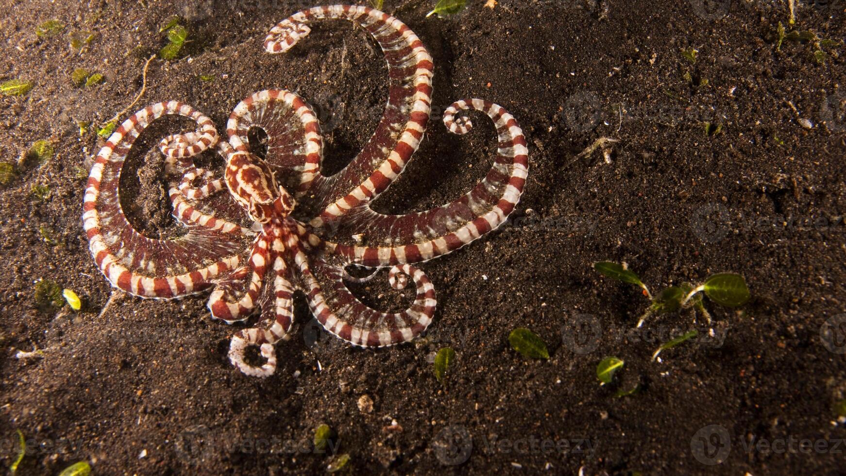 Closeup view of a common Octopus vulgaris swimming underwater, macro portrait under water photo