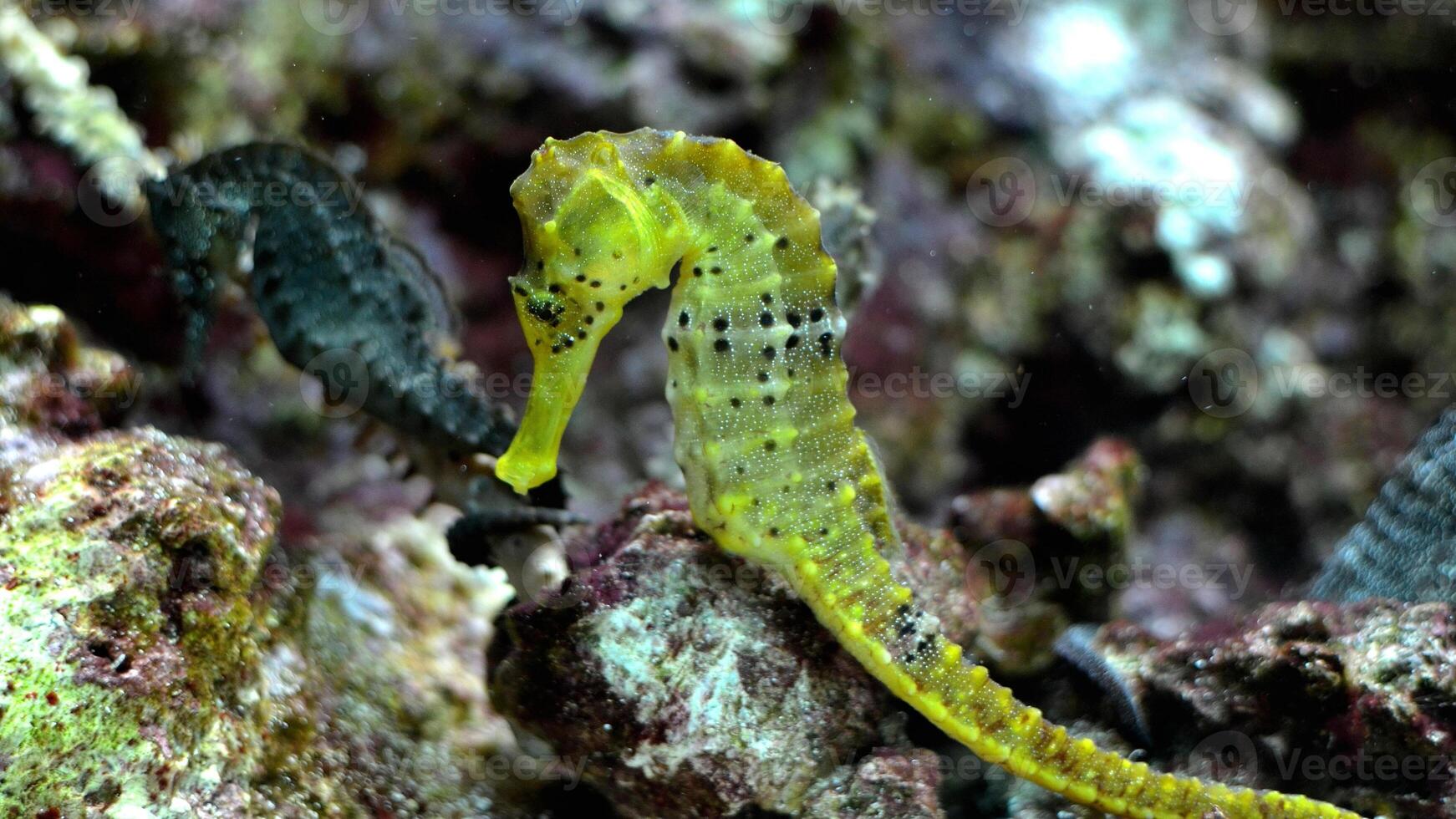 de cerca común vistoso caballo de mar o hipocampo guttulatus nadando debajo agua, vida marina foto