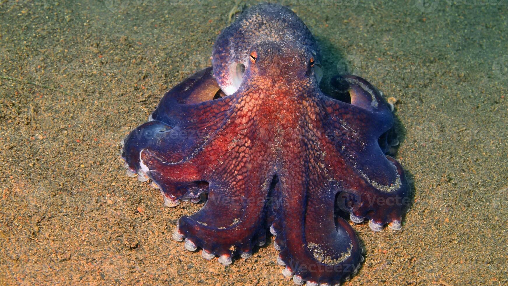 Closeup view of a common Octopus vulgaris swimming underwater, macro portrait under water photo