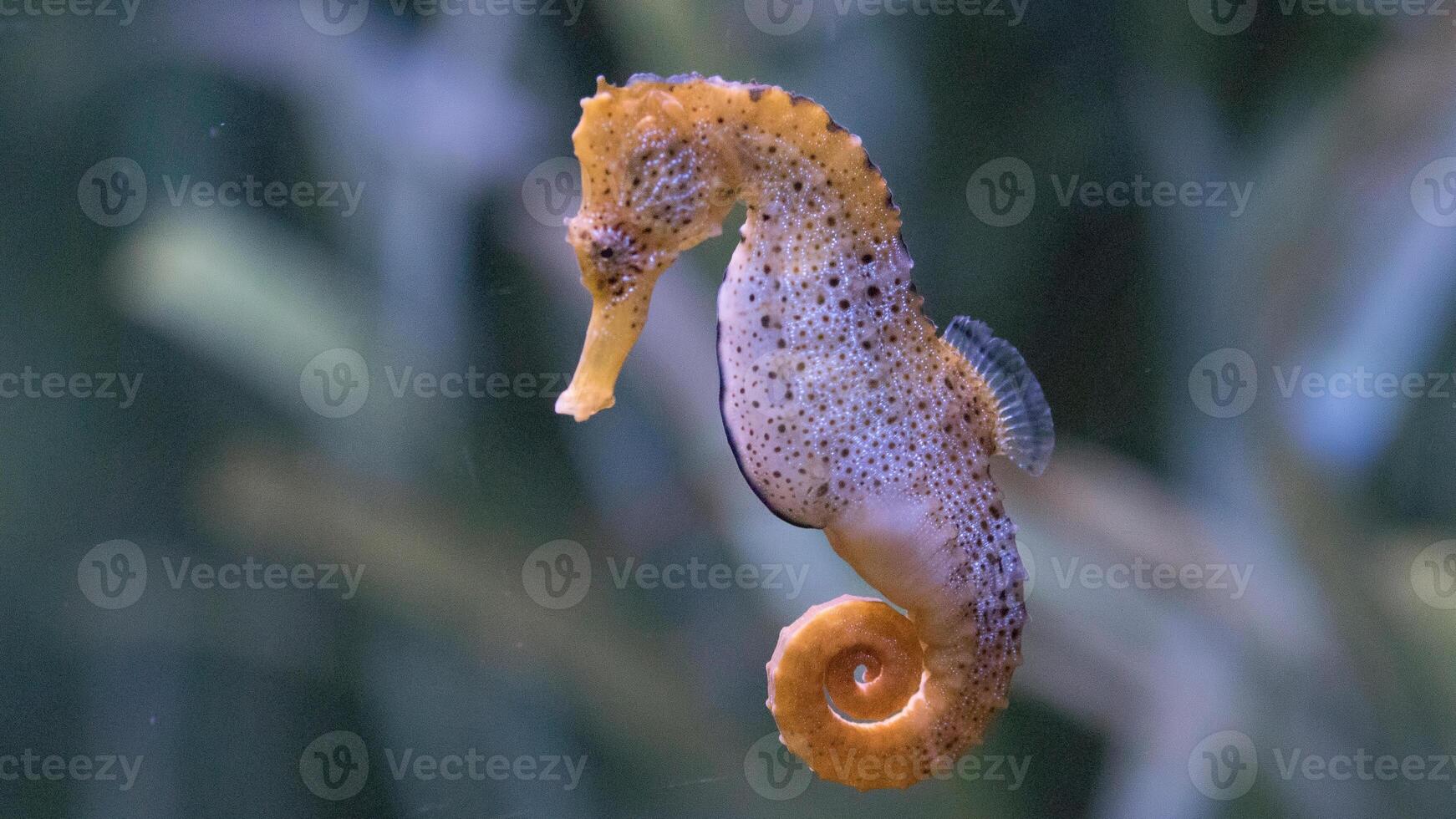 Closeup common colorful seahorse or Hippocampus guttulatus swimming under water, sealife photo