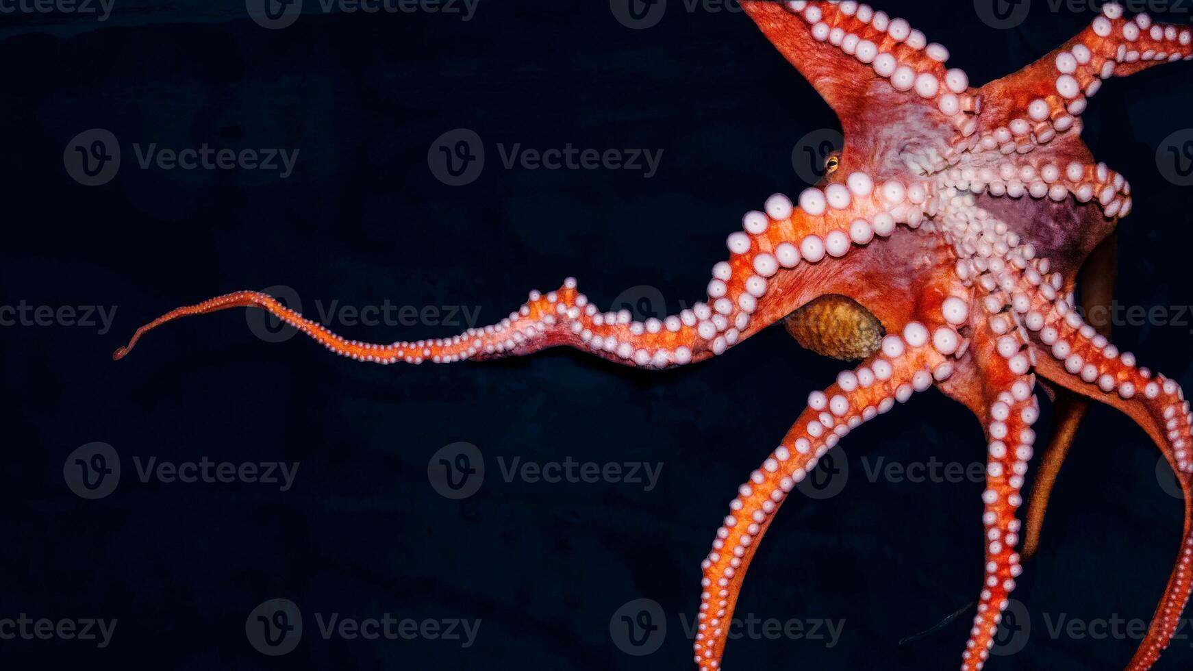 Closeup view of a common Octopus vulgaris swimming underwater, macro portrait under water photo