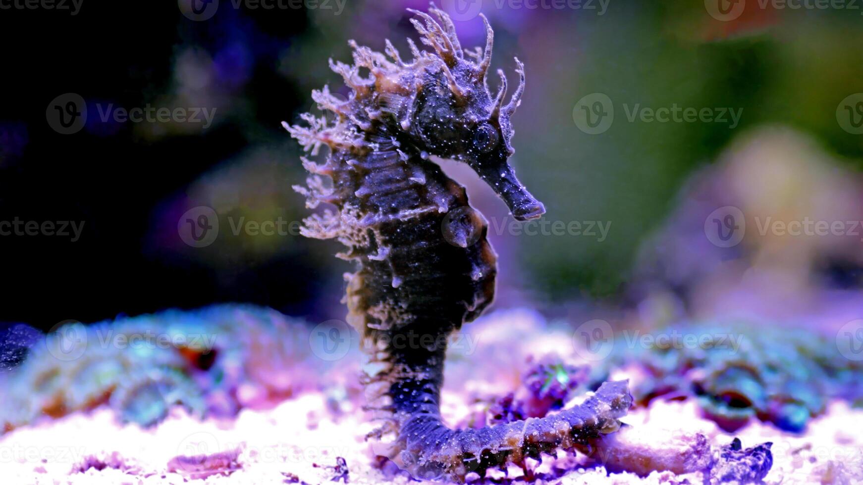 Closeup common colorful seahorse or Hippocampus guttulatus swimming under water, sealife photo