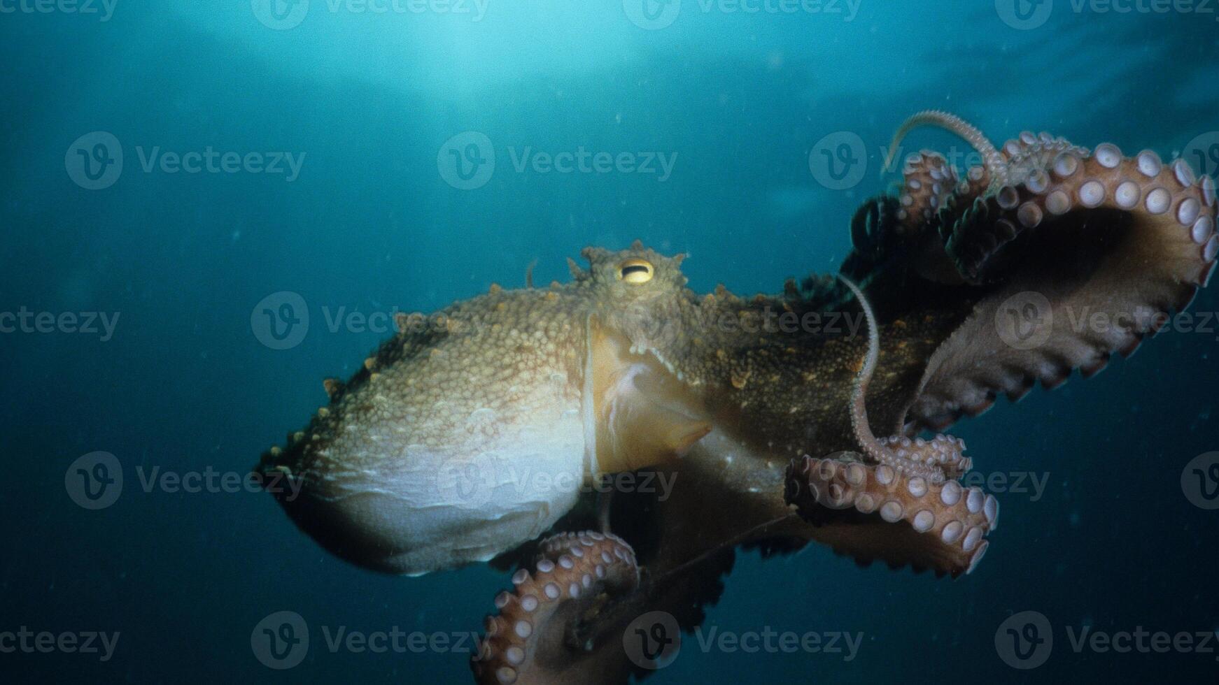 Closeup view of a common Octopus vulgaris swimming underwater, macro portrait under water photo