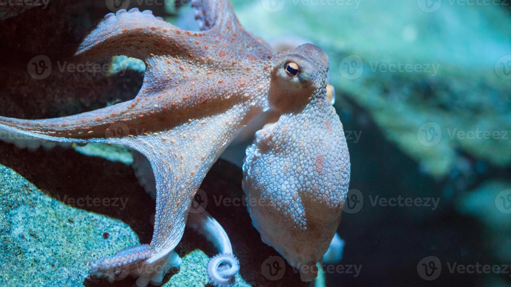 Closeup view of a common Octopus vulgaris swimming underwater, macro portrait under water photo