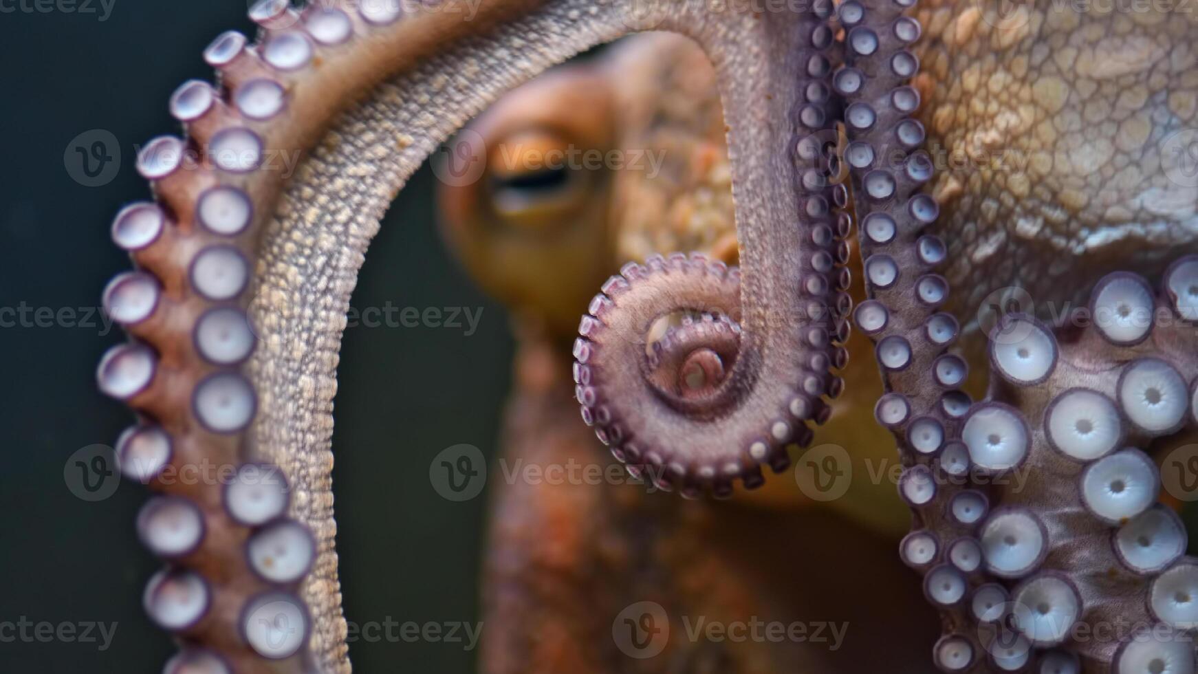 Closeup view of a common Octopus vulgaris swimming underwater, macro portrait under water photo