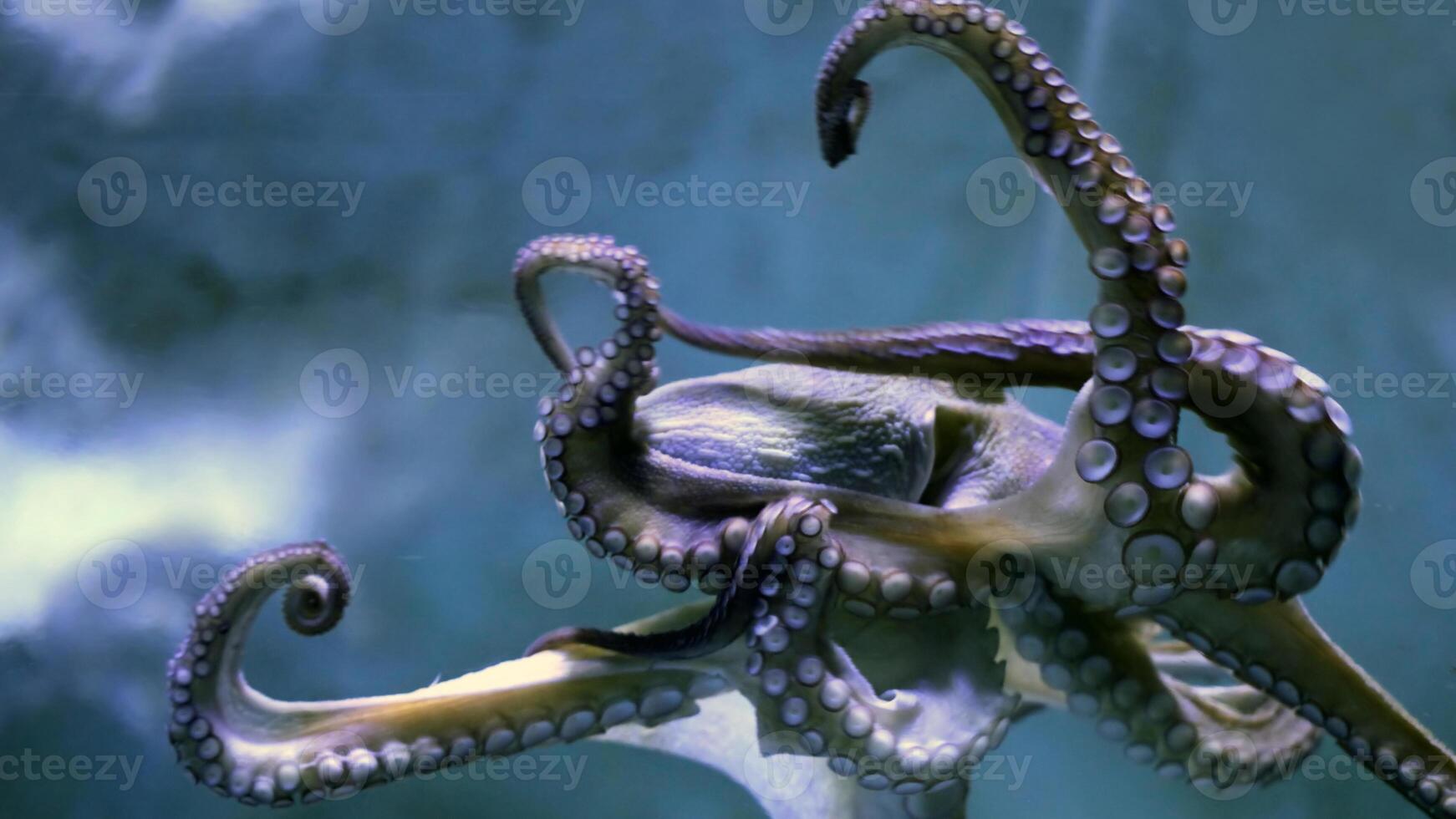 Closeup view of a common Octopus vulgaris swimming underwater, macro portrait under water photo
