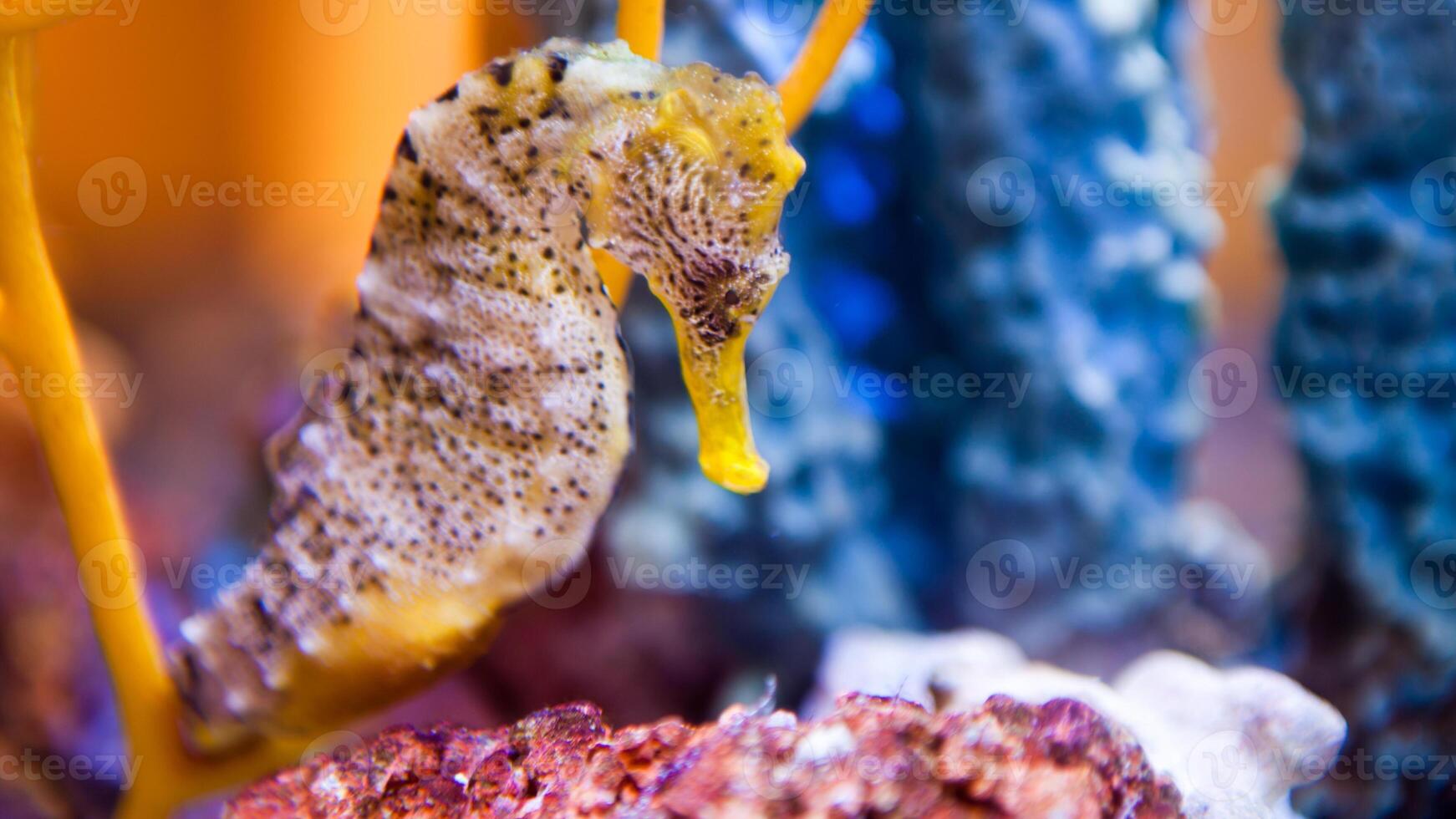 Closeup common colorful seahorse or Hippocampus guttulatus swimming under water, sealife photo