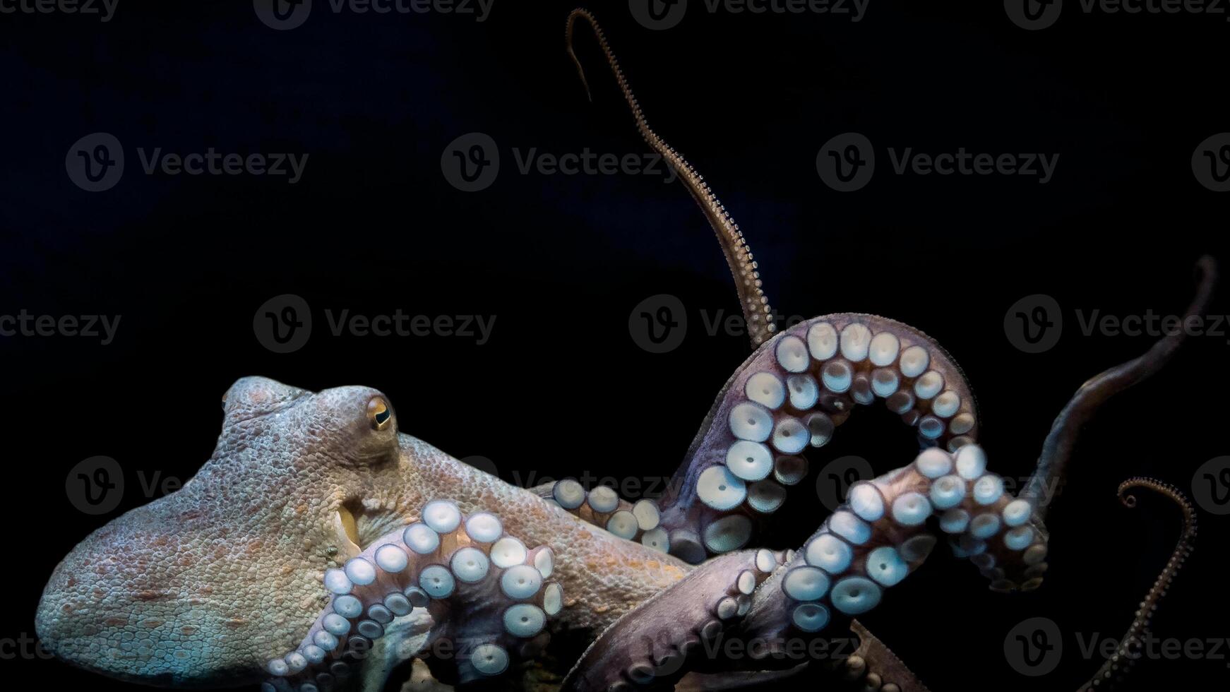 Closeup view of a common Octopus vulgaris swimming underwater, macro portrait under water photo