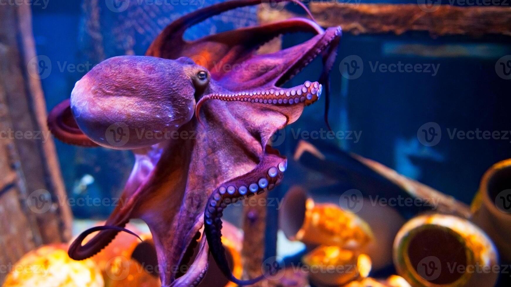 Closeup view of a common Octopus vulgaris swimming underwater, macro portrait under water photo