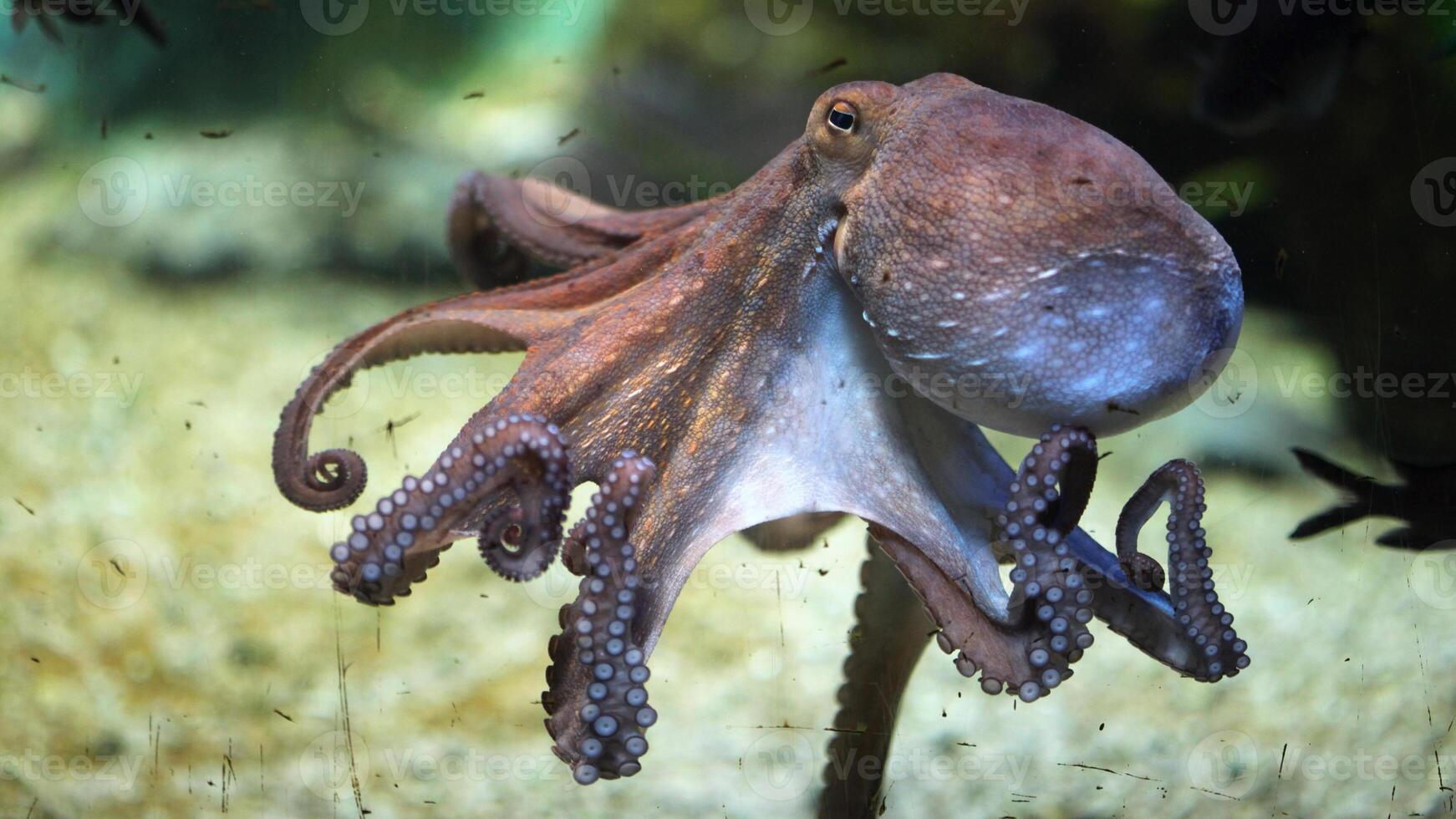 Closeup view of a common Octopus vulgaris swimming underwater, macro portrait under water photo