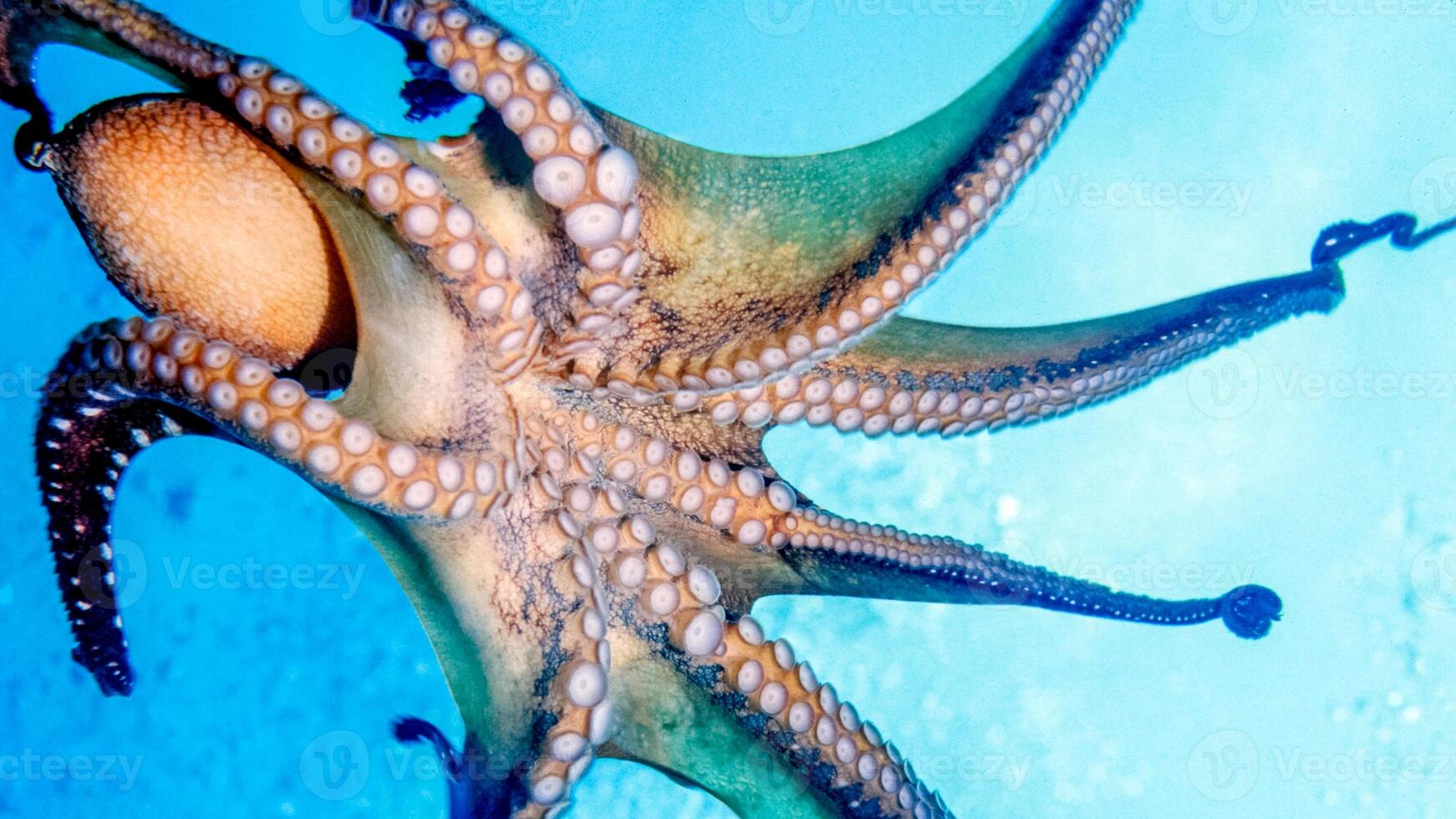 Closeup view of a common Octopus vulgaris swimming underwater, macro portrait under water photo