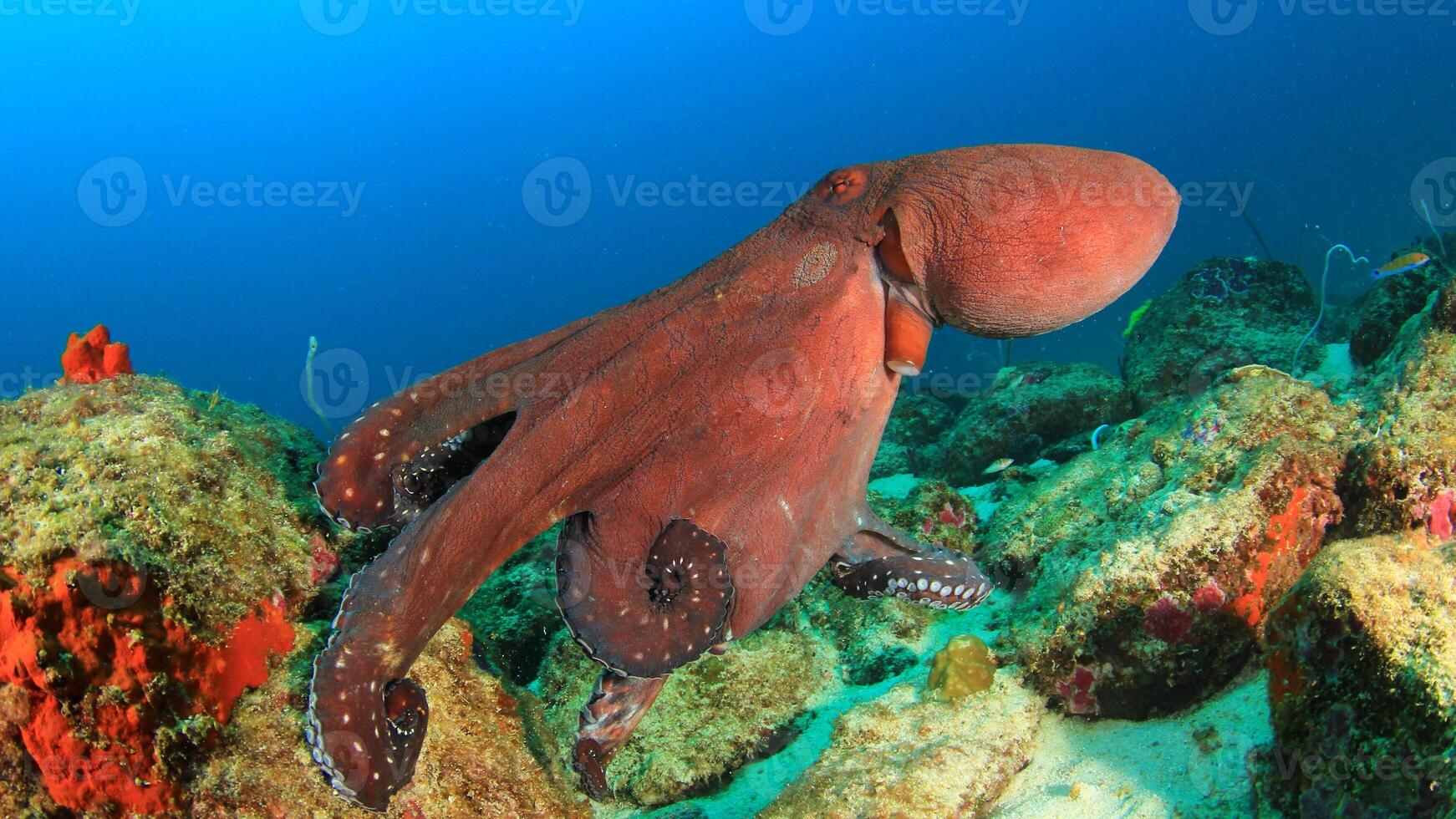 Closeup view of a common Octopus vulgaris swimming underwater, macro portrait under water photo