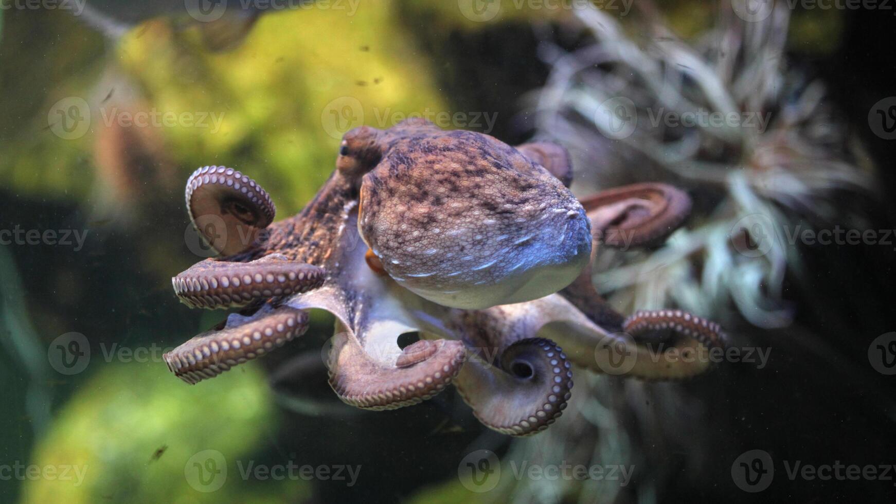 Closeup view of a common Octopus vulgaris swimming underwater, macro portrait under water photo