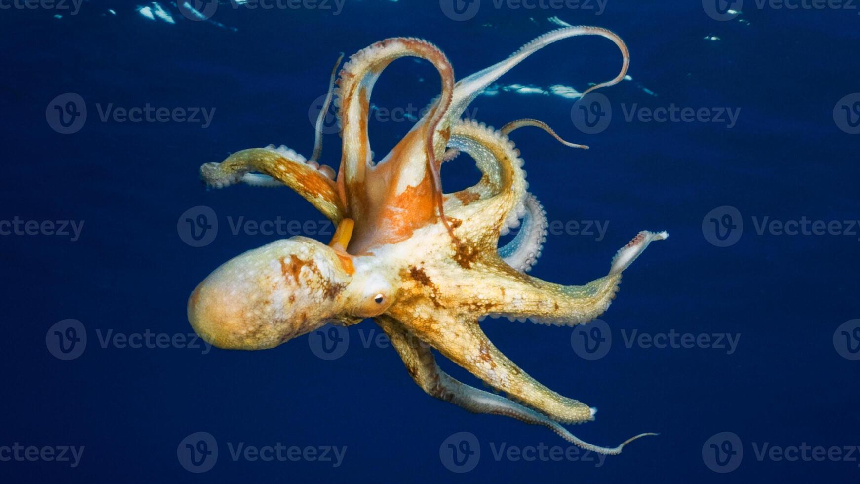 Closeup view of a common Octopus vulgaris swimming underwater, macro portrait under water photo