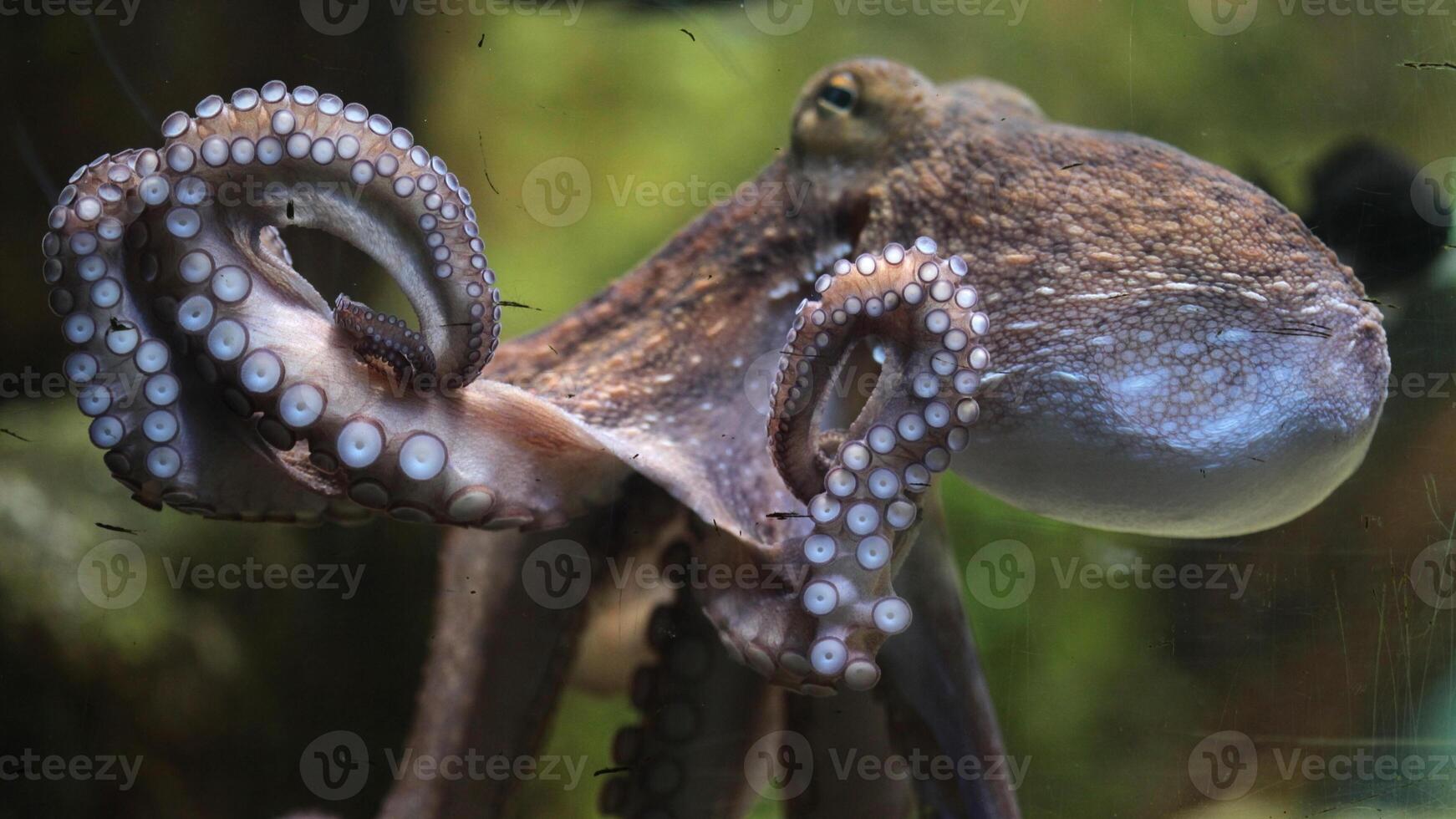 Closeup view of a common Octopus vulgaris swimming underwater, macro portrait under water photo