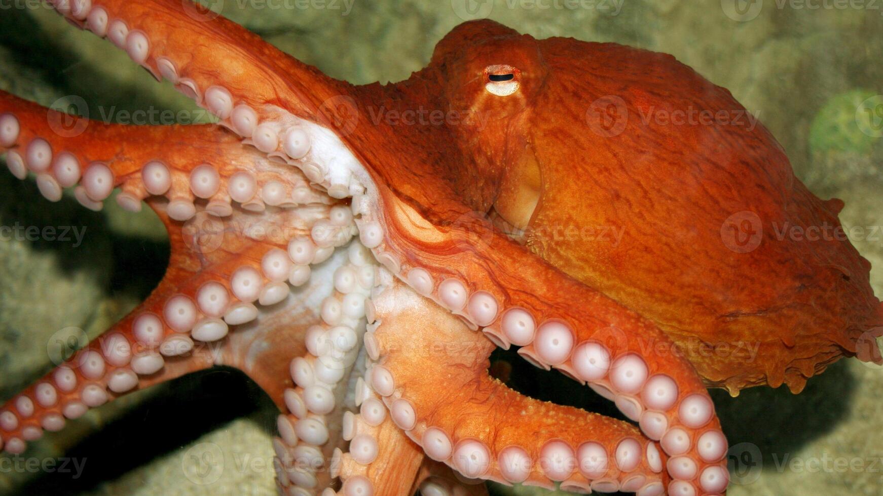 Closeup view of a common Octopus vulgaris swimming underwater, macro portrait under water photo