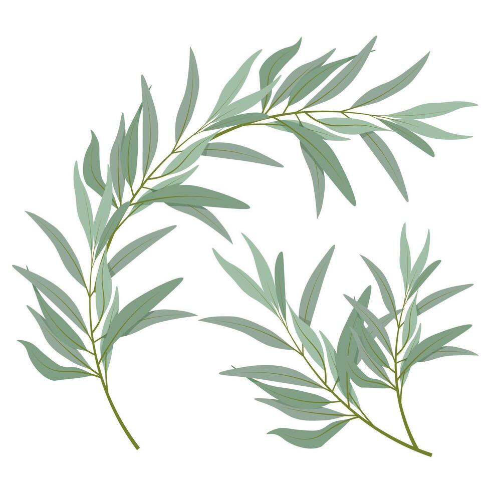 Set of different olive branches vector