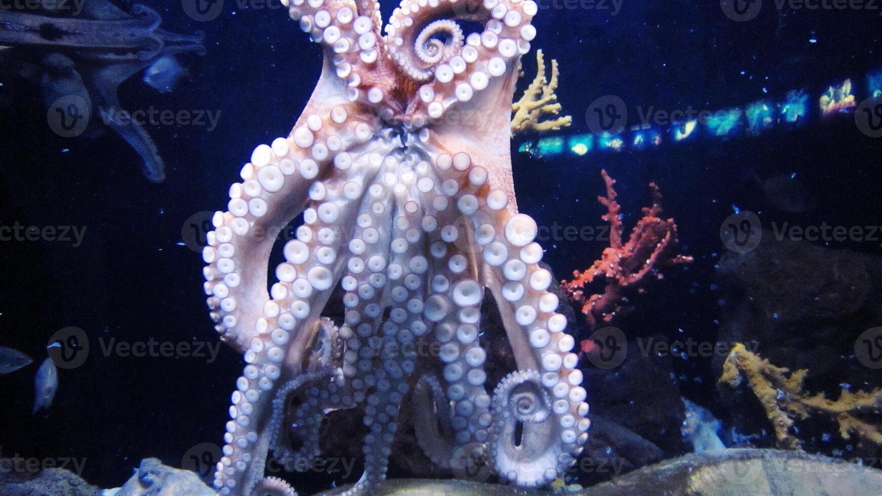 Closeup view of a common Octopus vulgaris swimming underwater, macro portrait under water photo