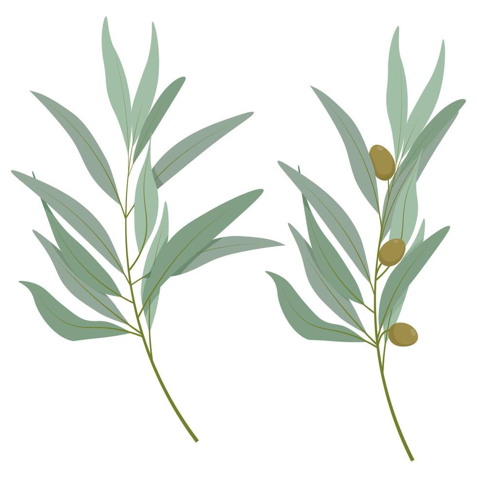 Set of two different olive tree branches vector