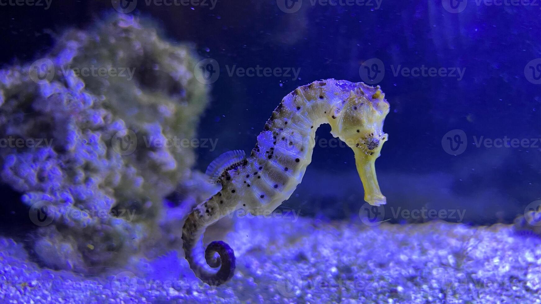 Closeup common colorful seahorse or Hippocampus guttulatus swimming under water, sealife photo