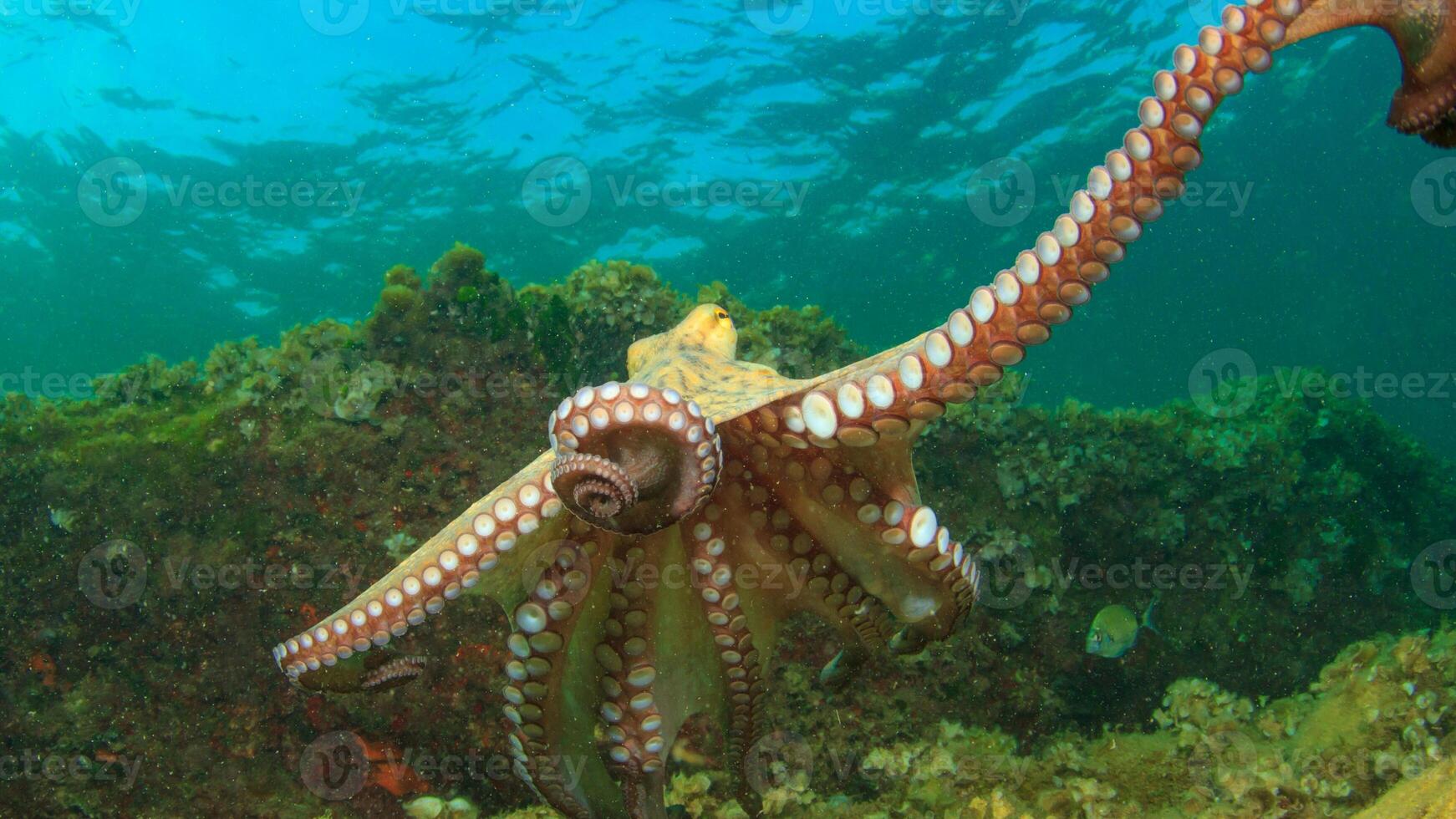 Closeup view of a common Octopus vulgaris swimming underwater, macro portrait under water photo