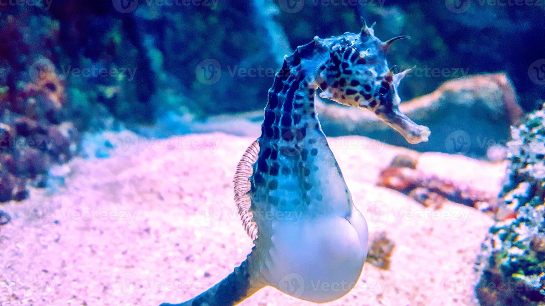 Closeup common colorful seahorse or Hippocampus guttulatus swimming under water, sealife photo