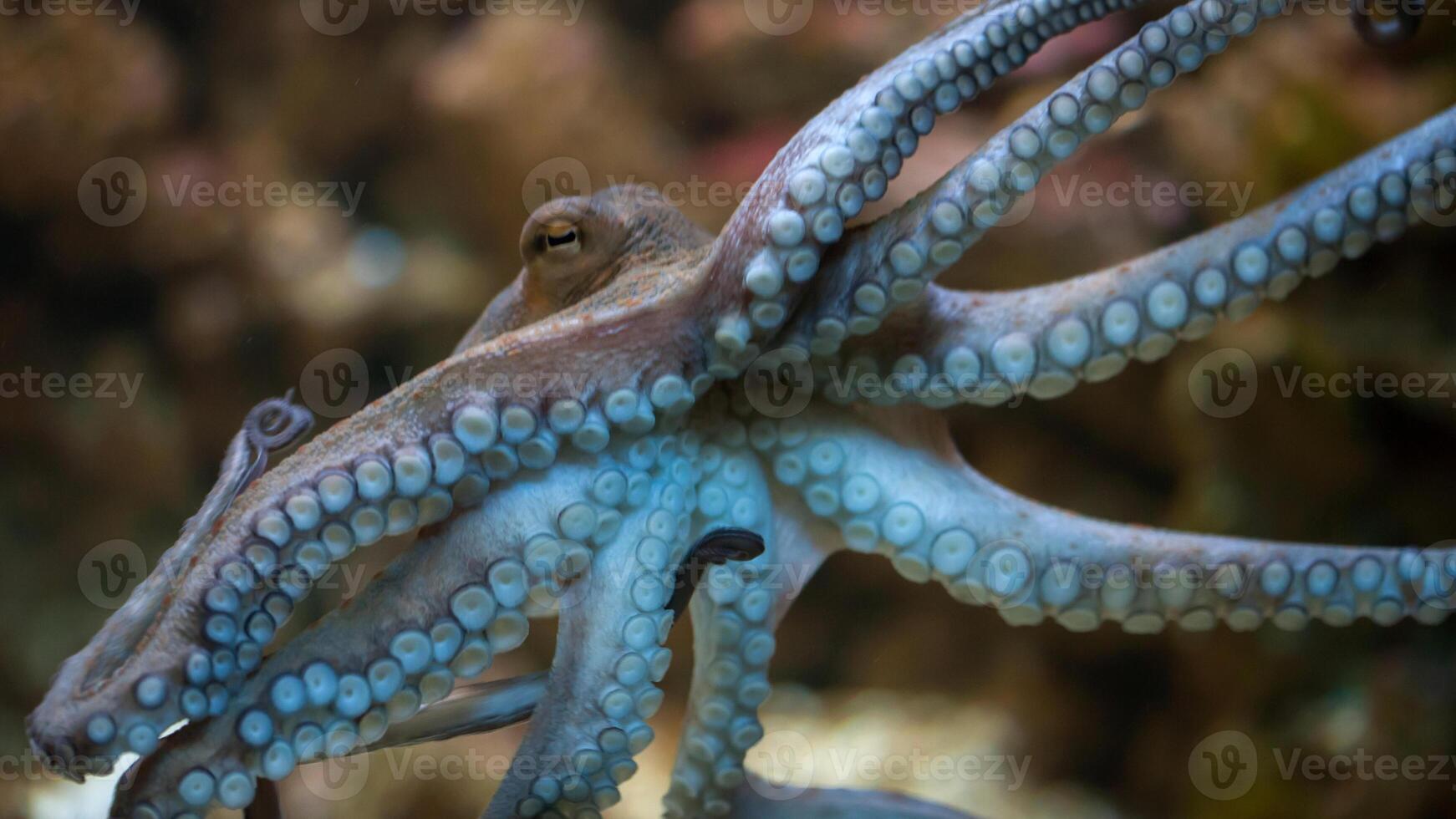 Closeup view of a common Octopus vulgaris swimming underwater, macro portrait under water photo