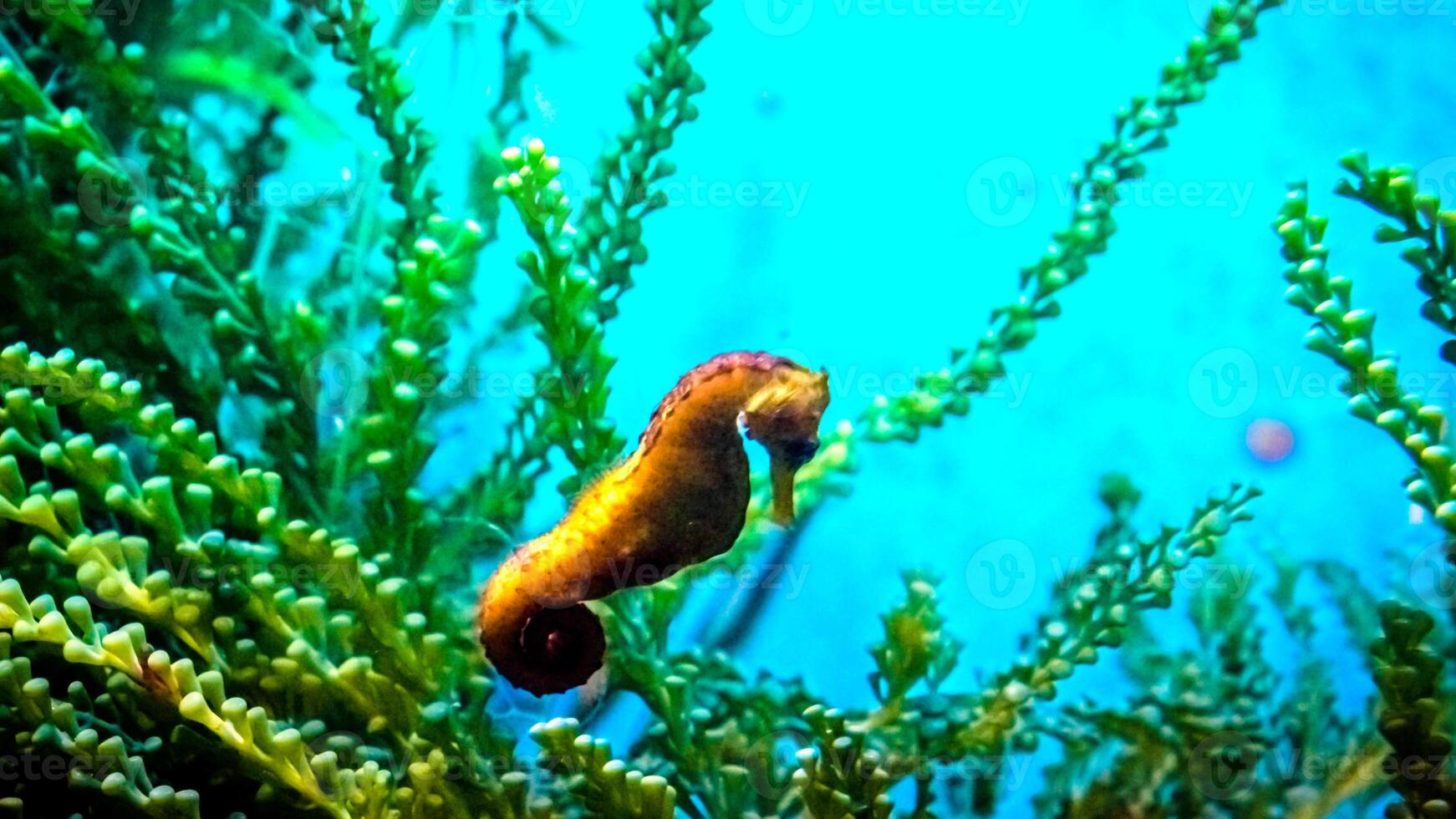 Closeup common colorful seahorse or Hippocampus guttulatus swimming under water, sealife photo