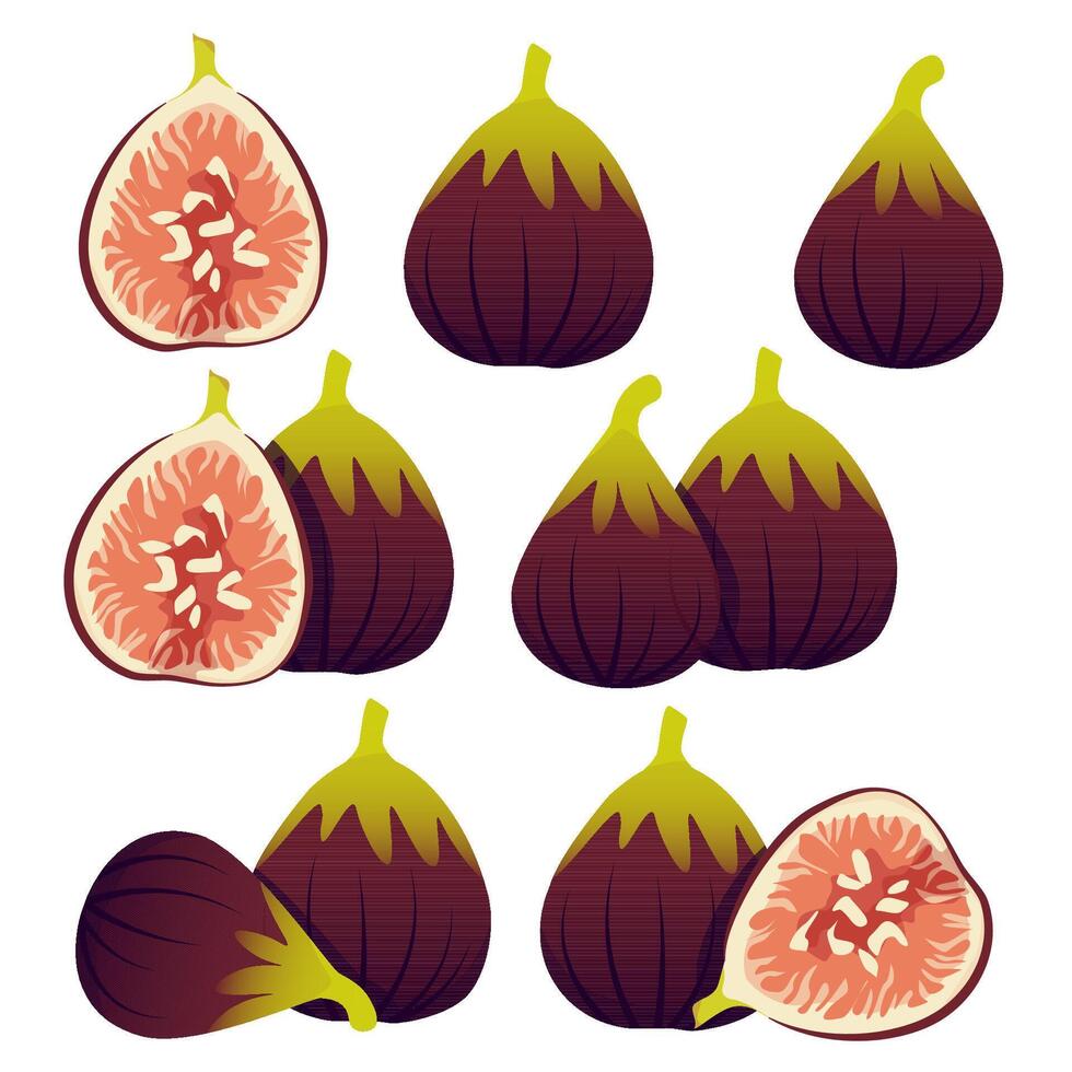 Set of halved and whole figs vector