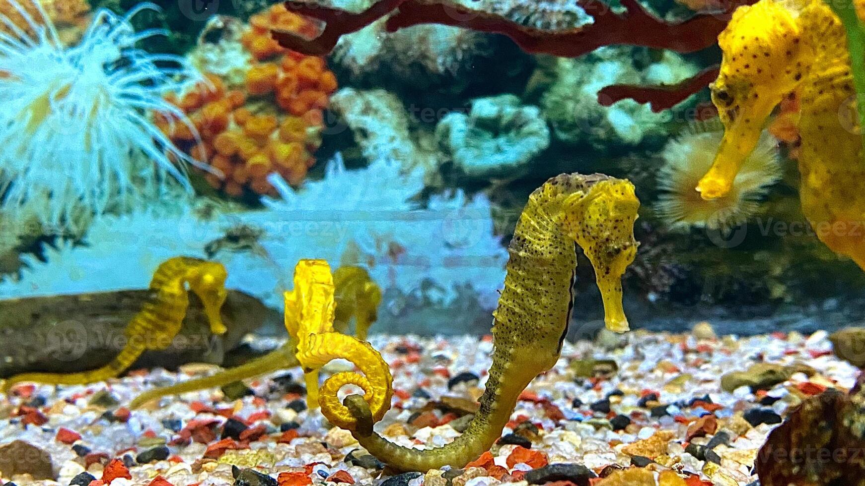 Closeup common colorful seahorse or Hippocampus guttulatus swimming under water, sealife photo