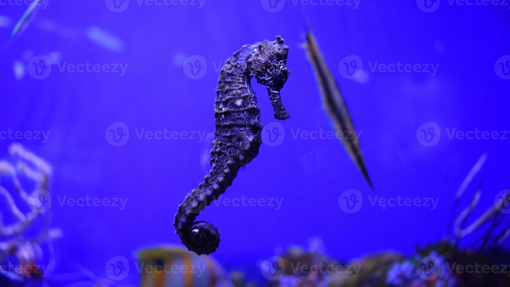 Closeup common colorful seahorse or Hippocampus guttulatus swimming under water, sealife photo