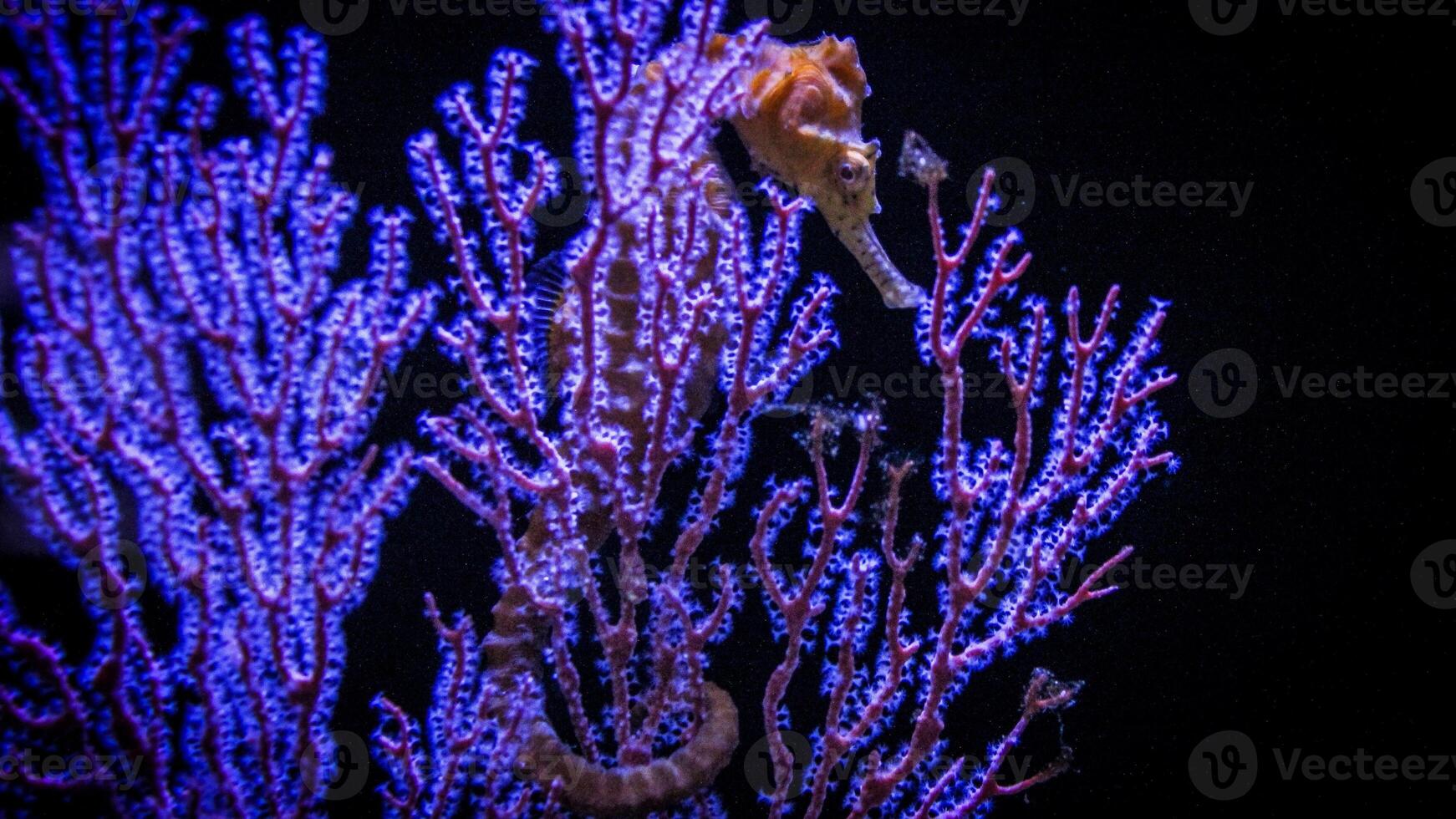 Closeup common colorful seahorse or Hippocampus guttulatus swimming under water, sealife photo