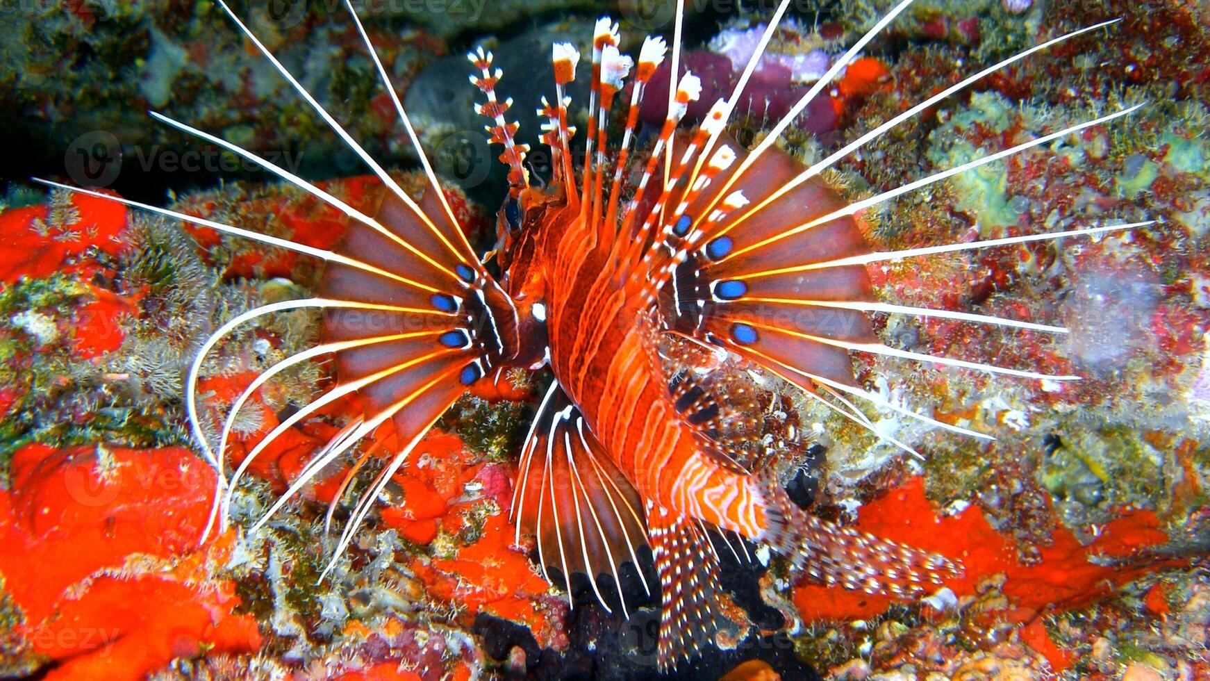 Lionfish or Pterois, a beautiful predatory Lion Fish swims in search of food underwater photo