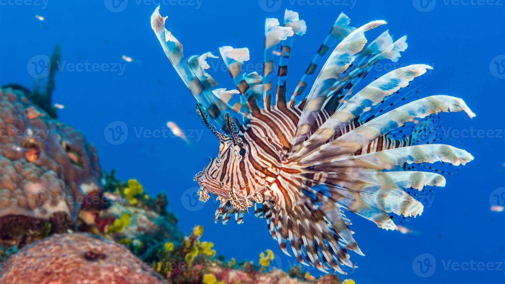 Lionfish or Pterois, a beautiful predatory Lion Fish swims in search of food underwater photo